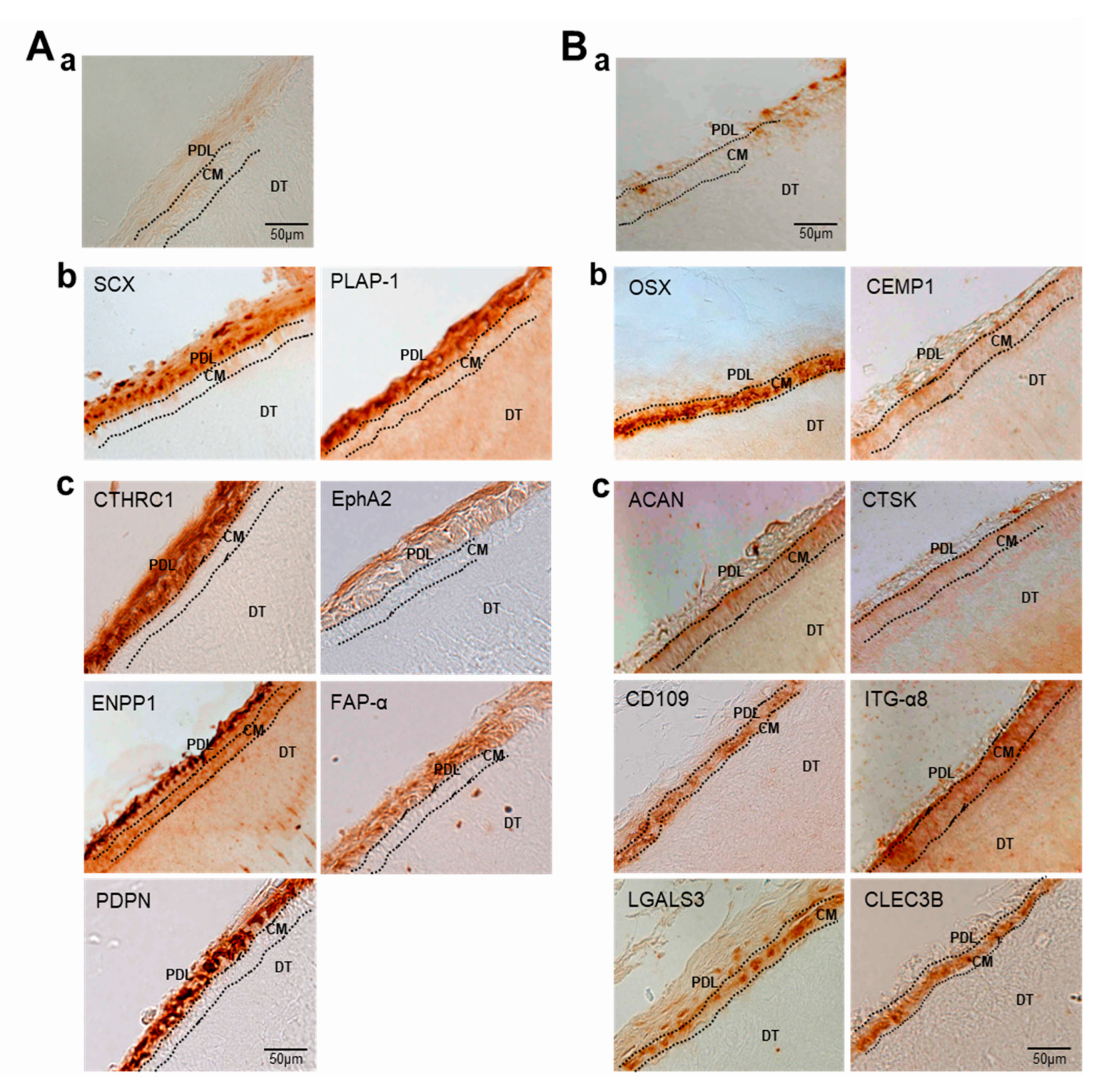 Genes 13 00659 g008 Genes 13 00659 g008