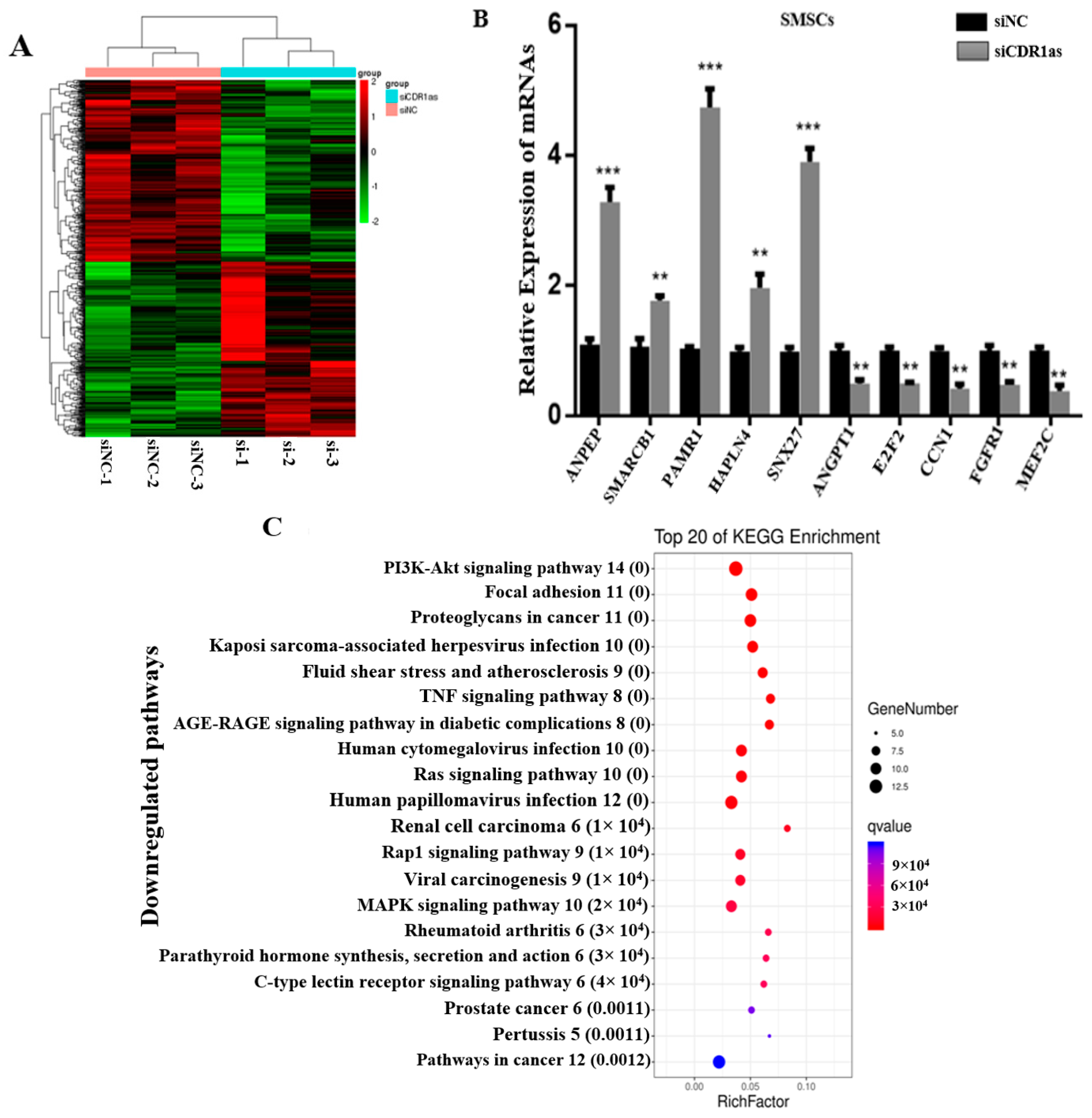 Genes 13 00663 g002 Genes 13 00663 g002