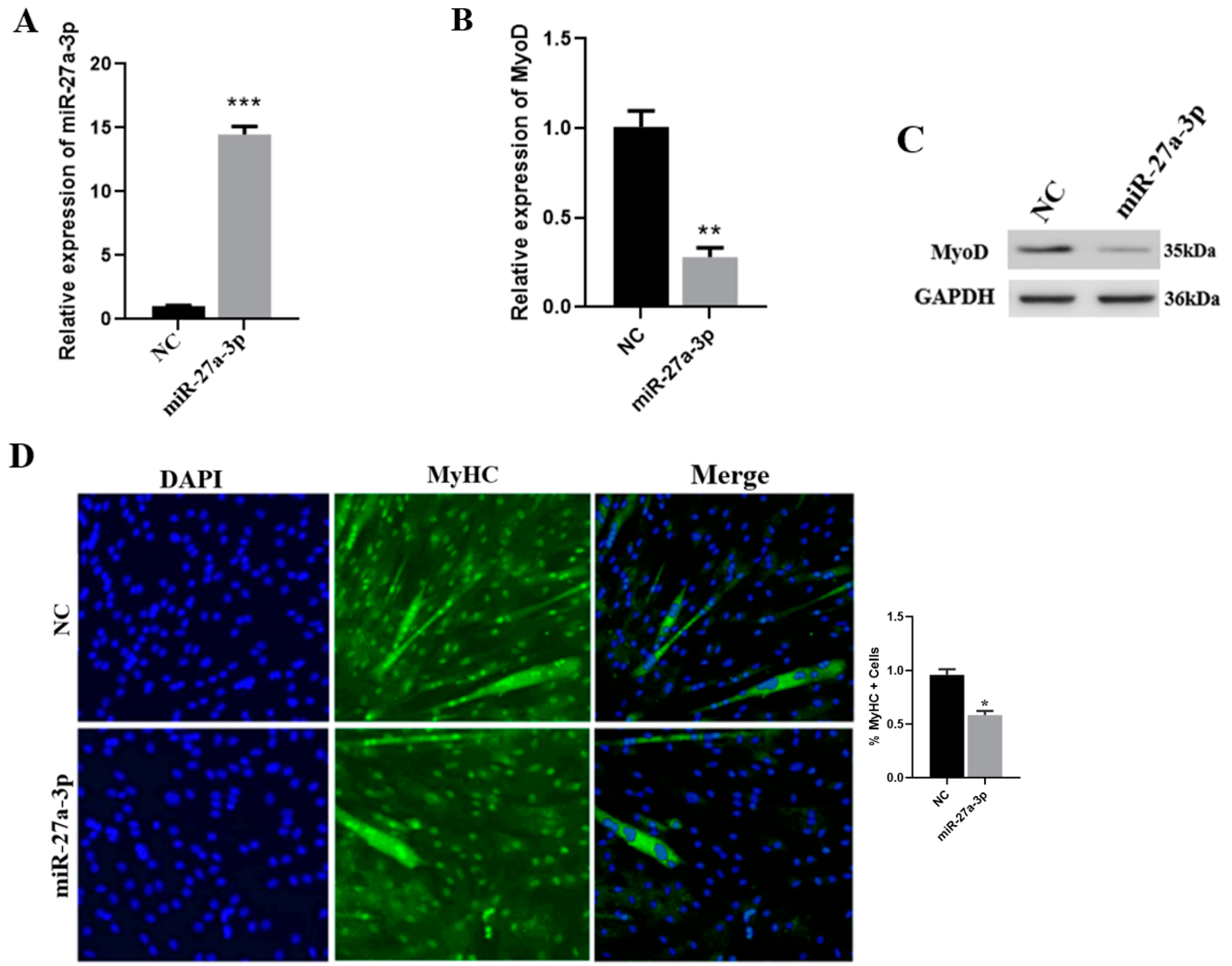 Genes 13 00663 g003a Genes 13 00663 g003a