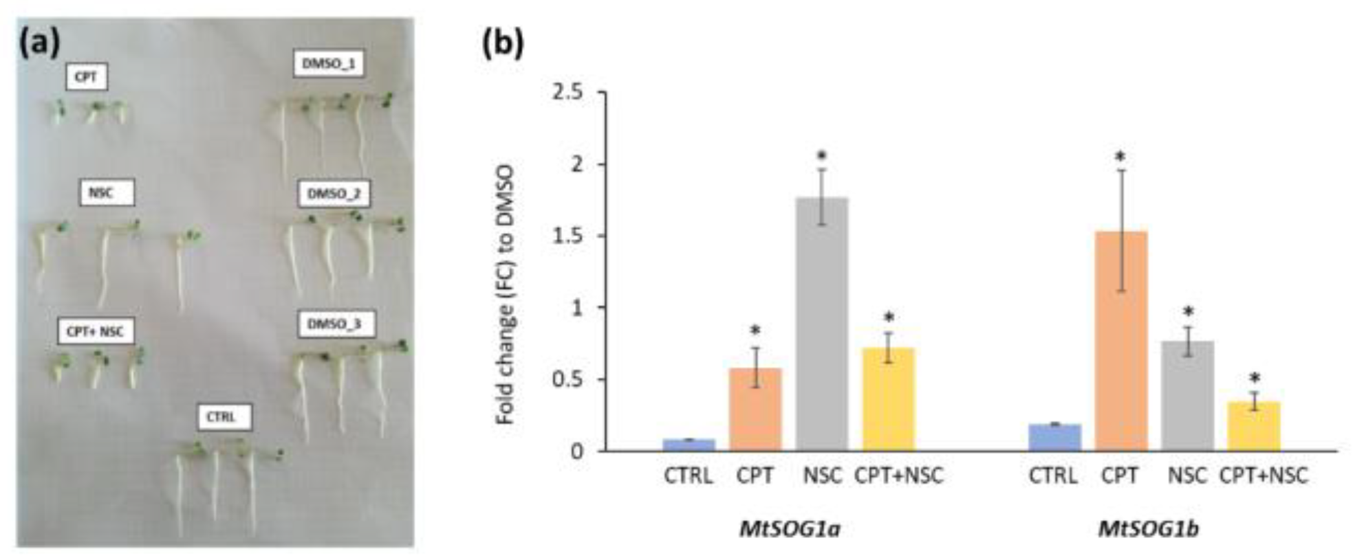 Genes 13 00667 g007 Genes 13 00667 g007