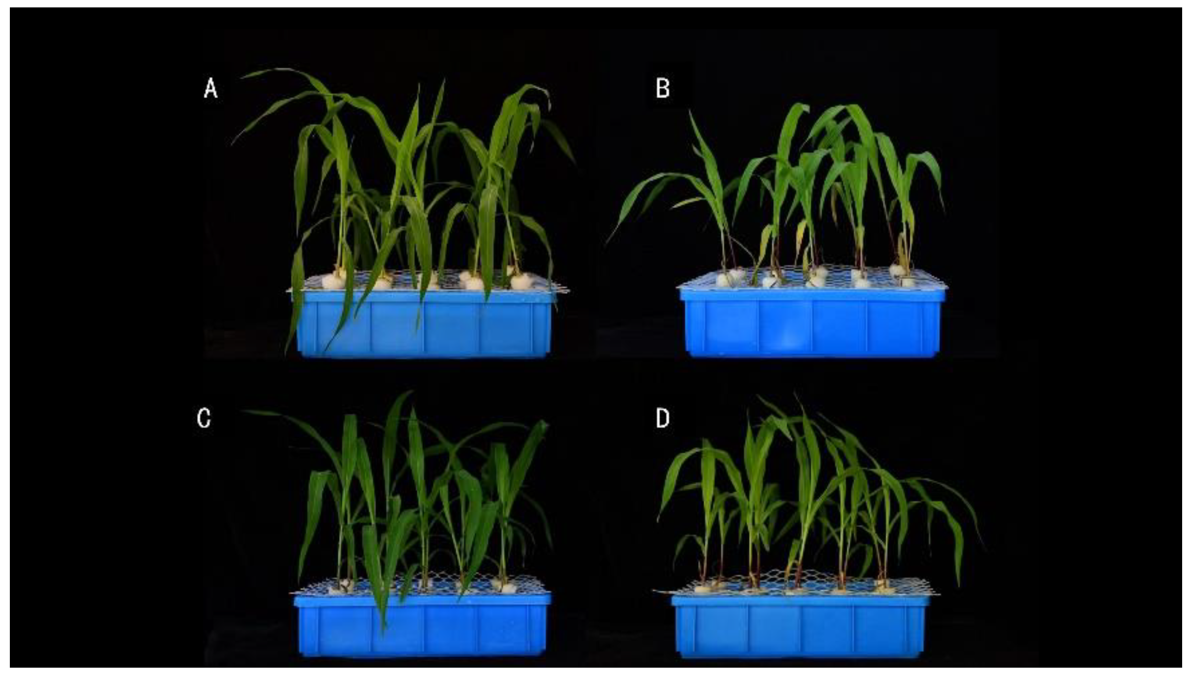 Genes 13 00670 g006 550