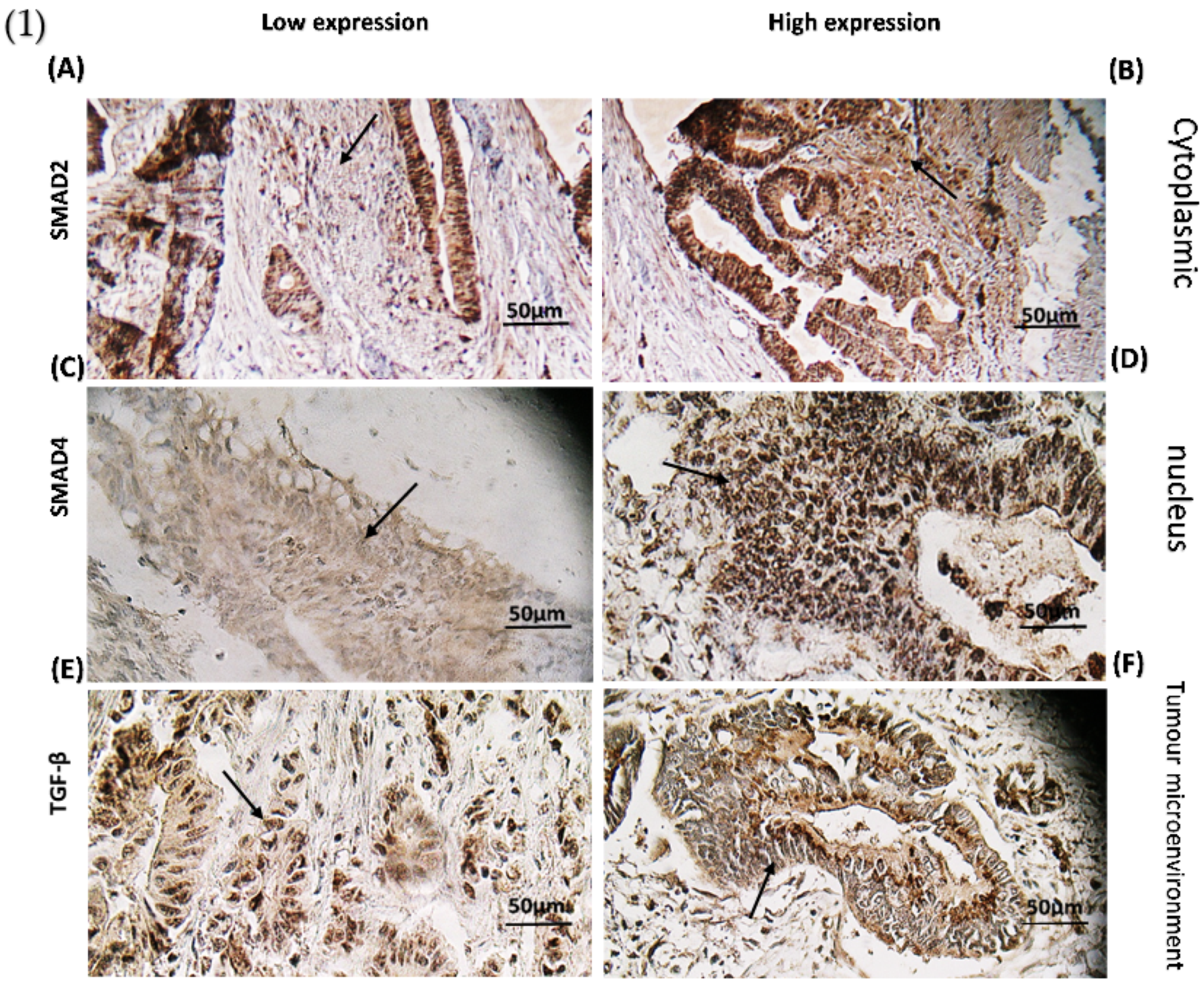 Genes 13 00689 g004a