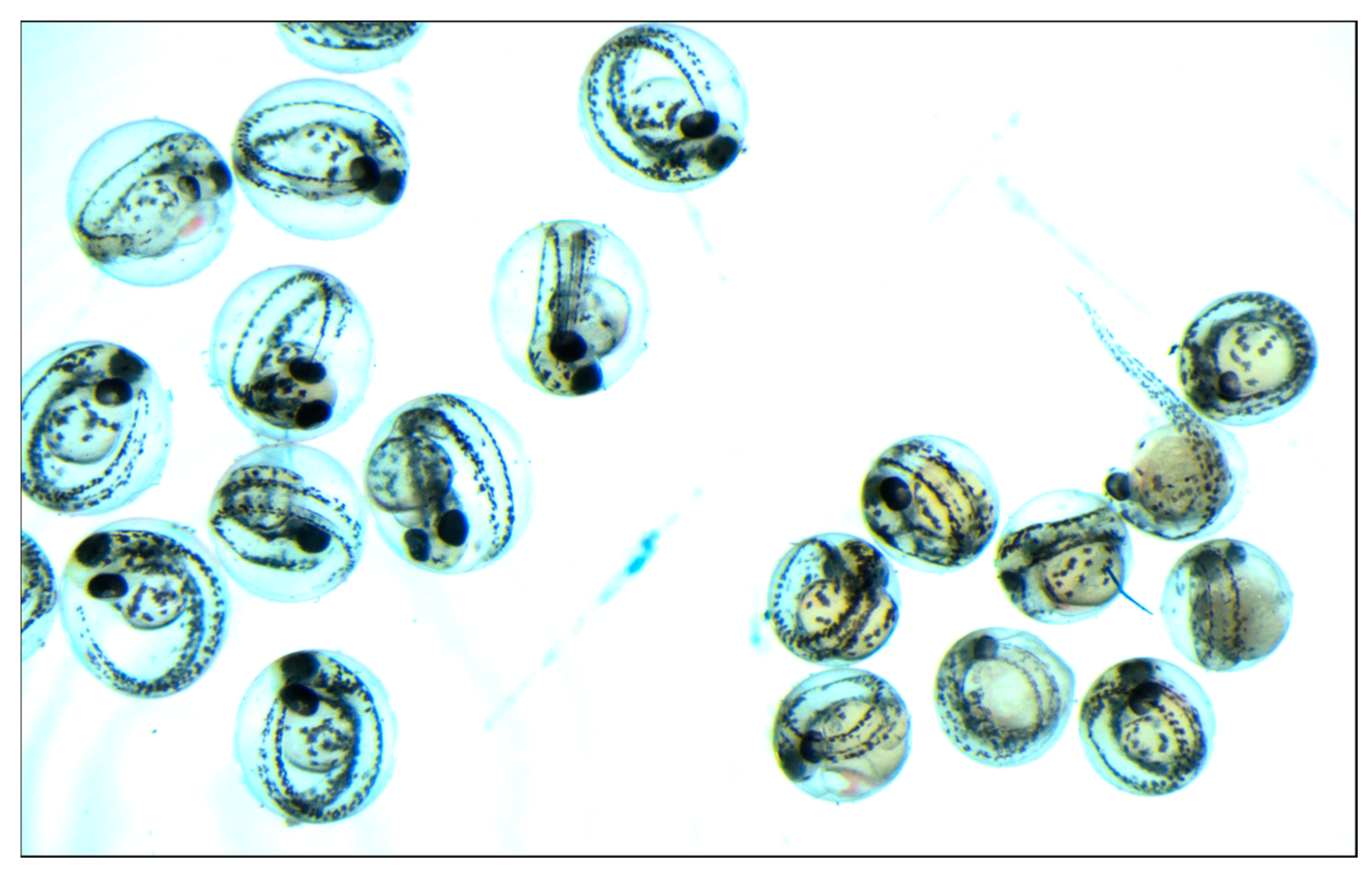 Genes 13 00700 g006 550