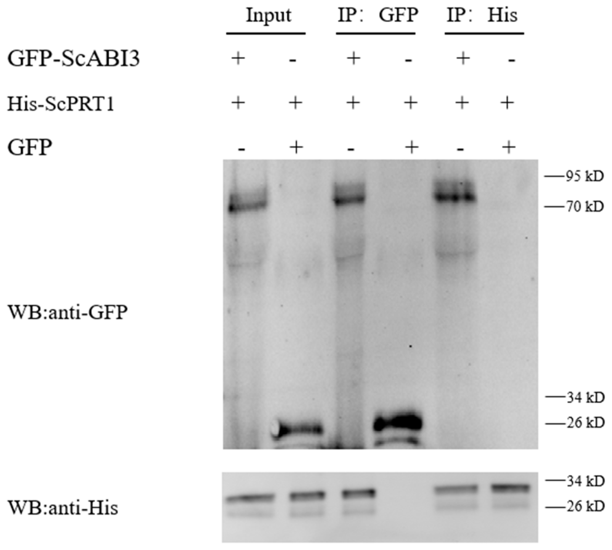 Genes 13 00718 g004 Genes 13 00718 g004