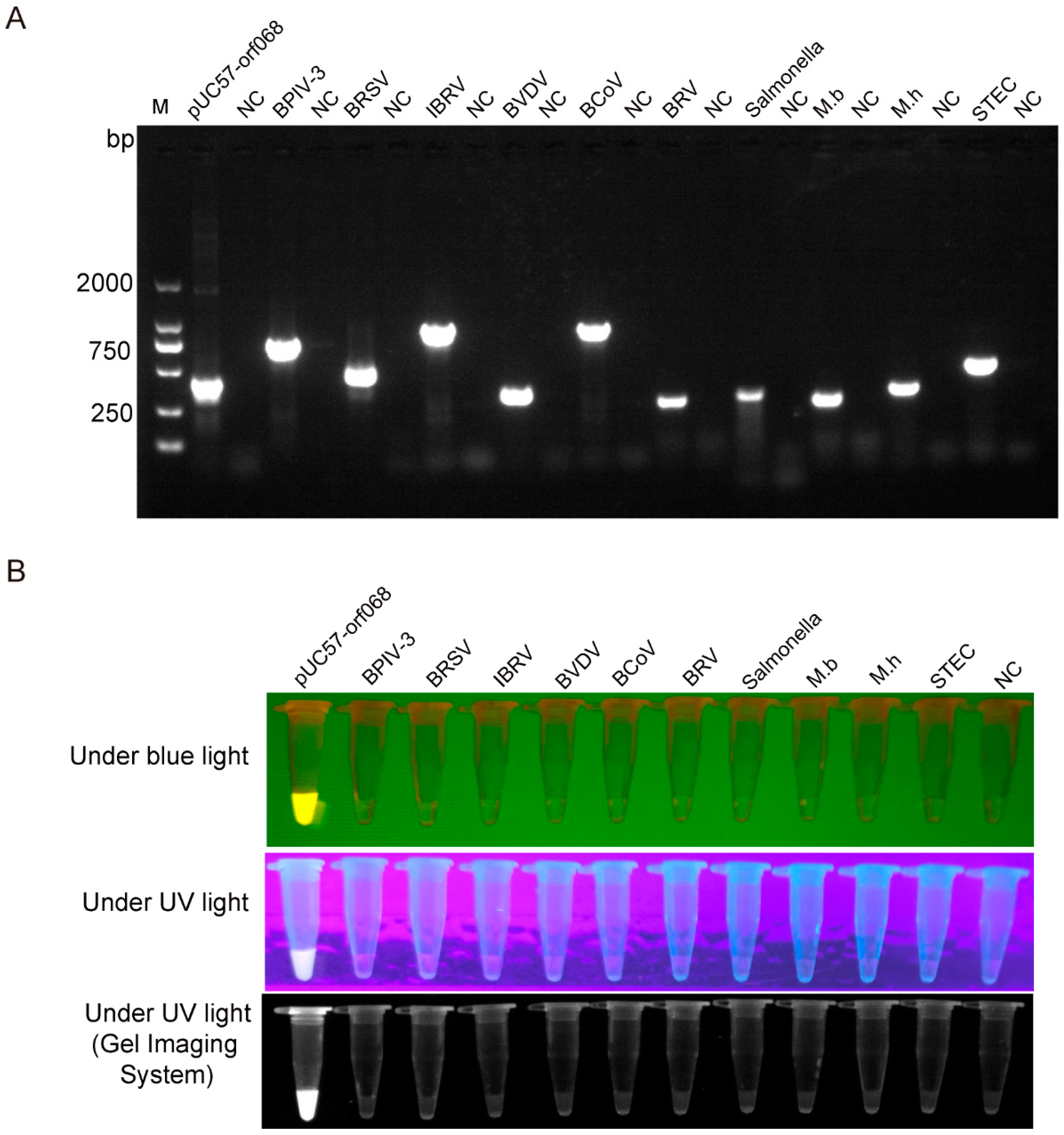 Genes 13 00734 g003 Genes 13 00734 g003