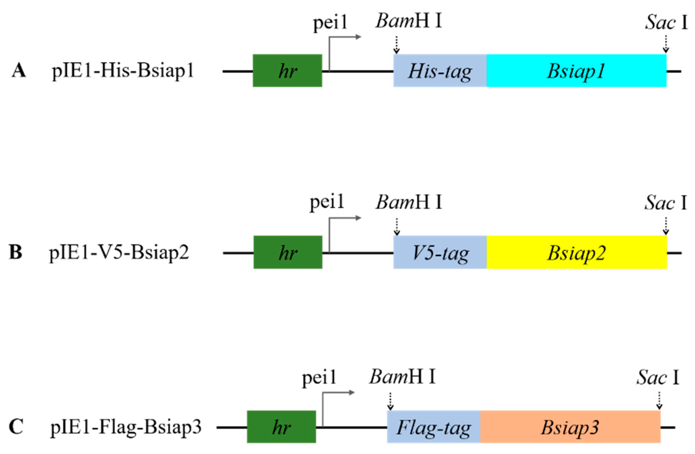 Genes 13 00750 g001 Genes 13 00750 g001