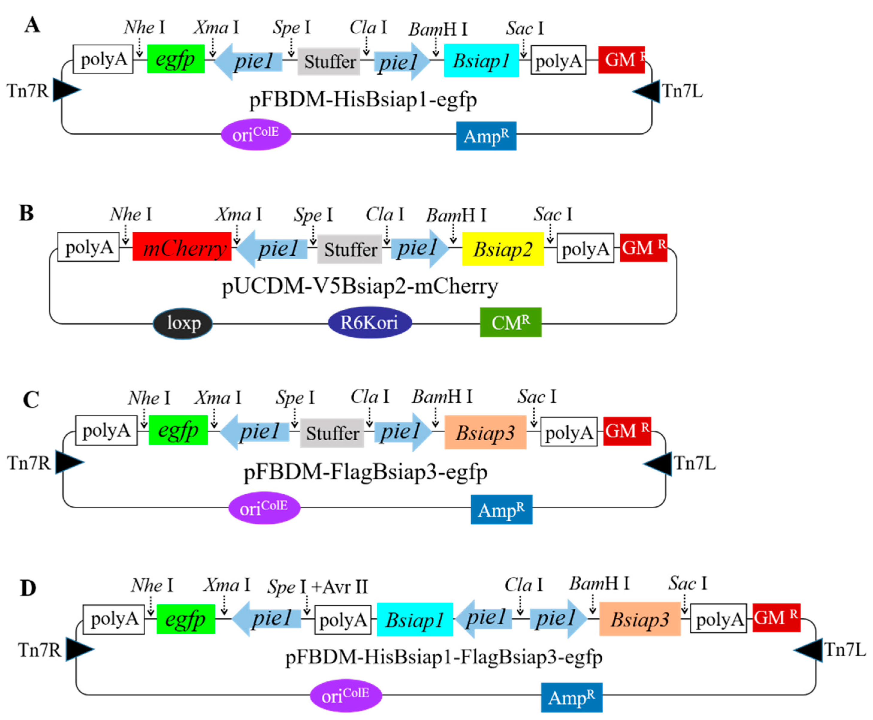 Genes 13 00750 g002 Genes 13 00750 g002