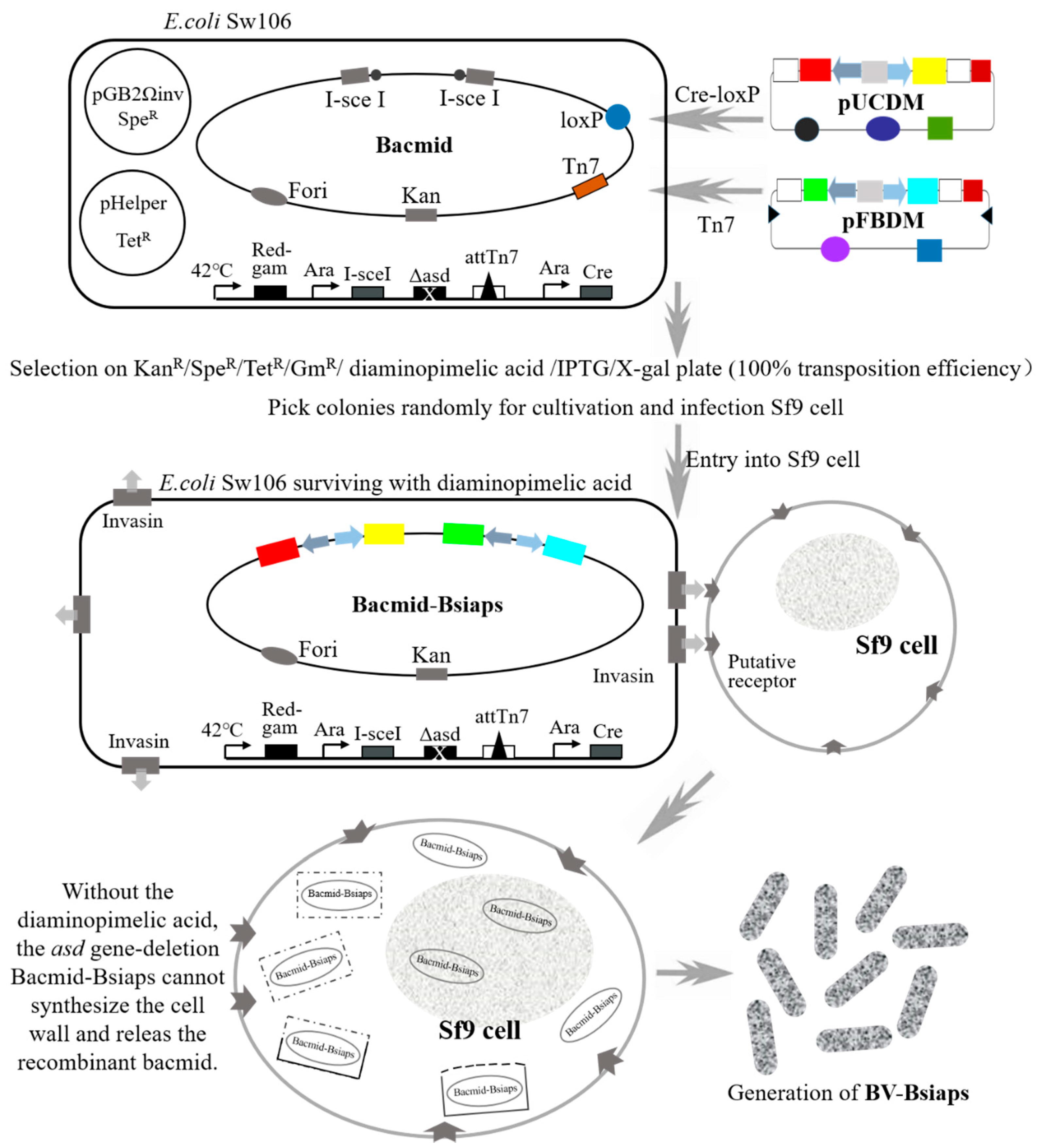 Genes 13 00750 g003 Genes 13 00750 g003