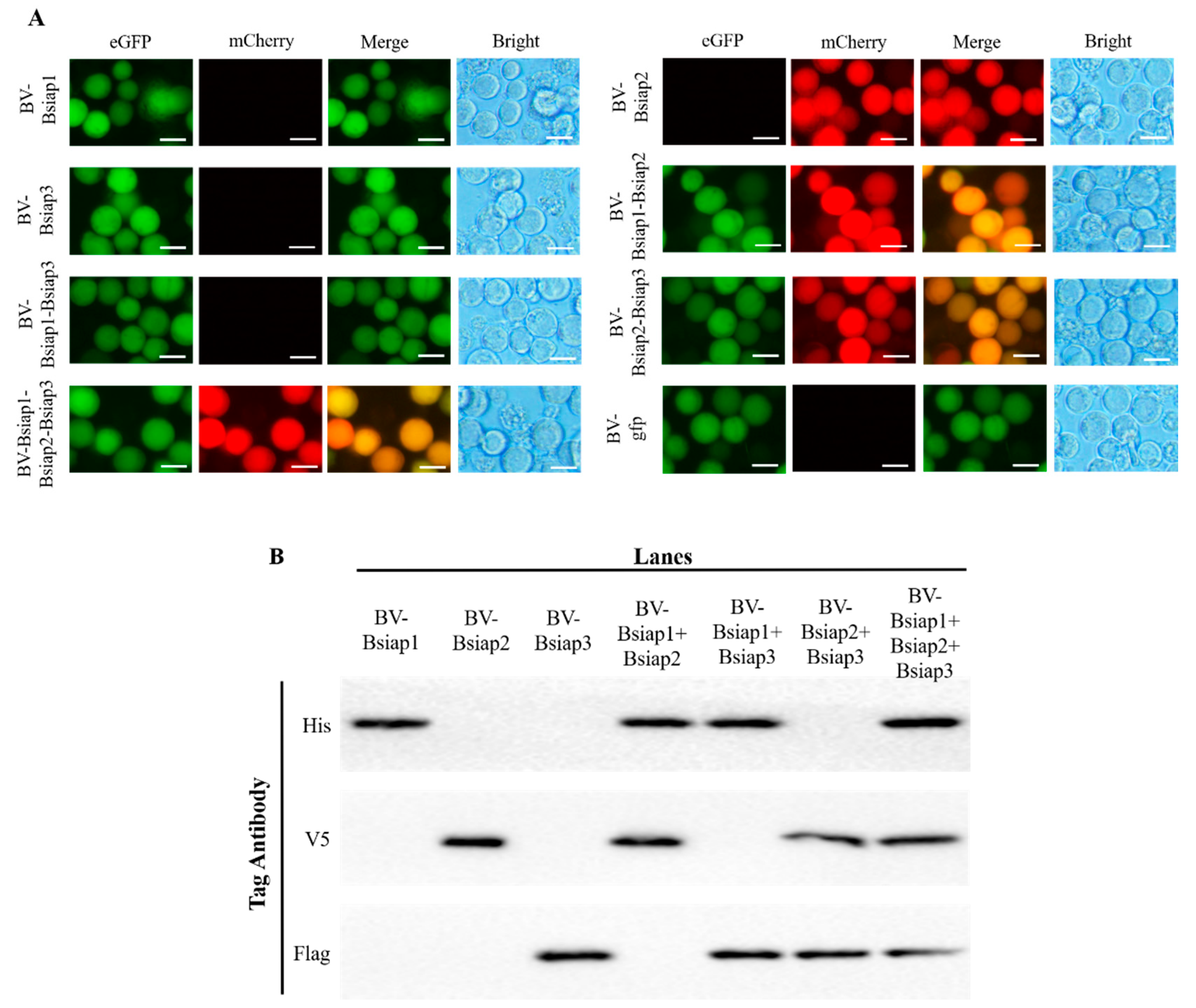 Genes 13 00750 g006 Genes 13 00750 g006