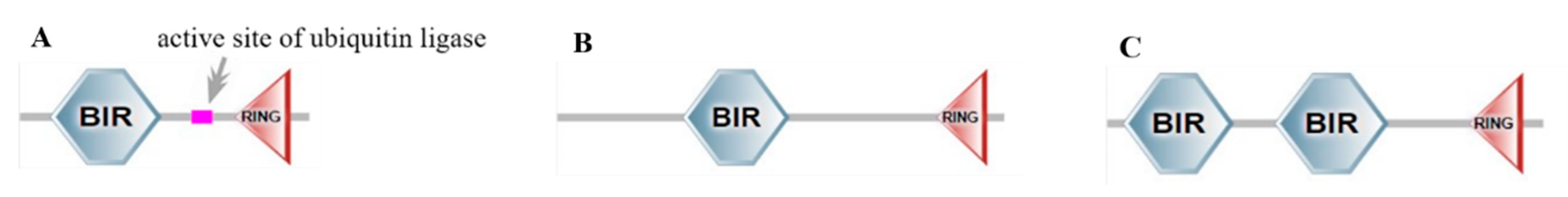 Genes 13 00750 g010 Genes 13 00750 g010