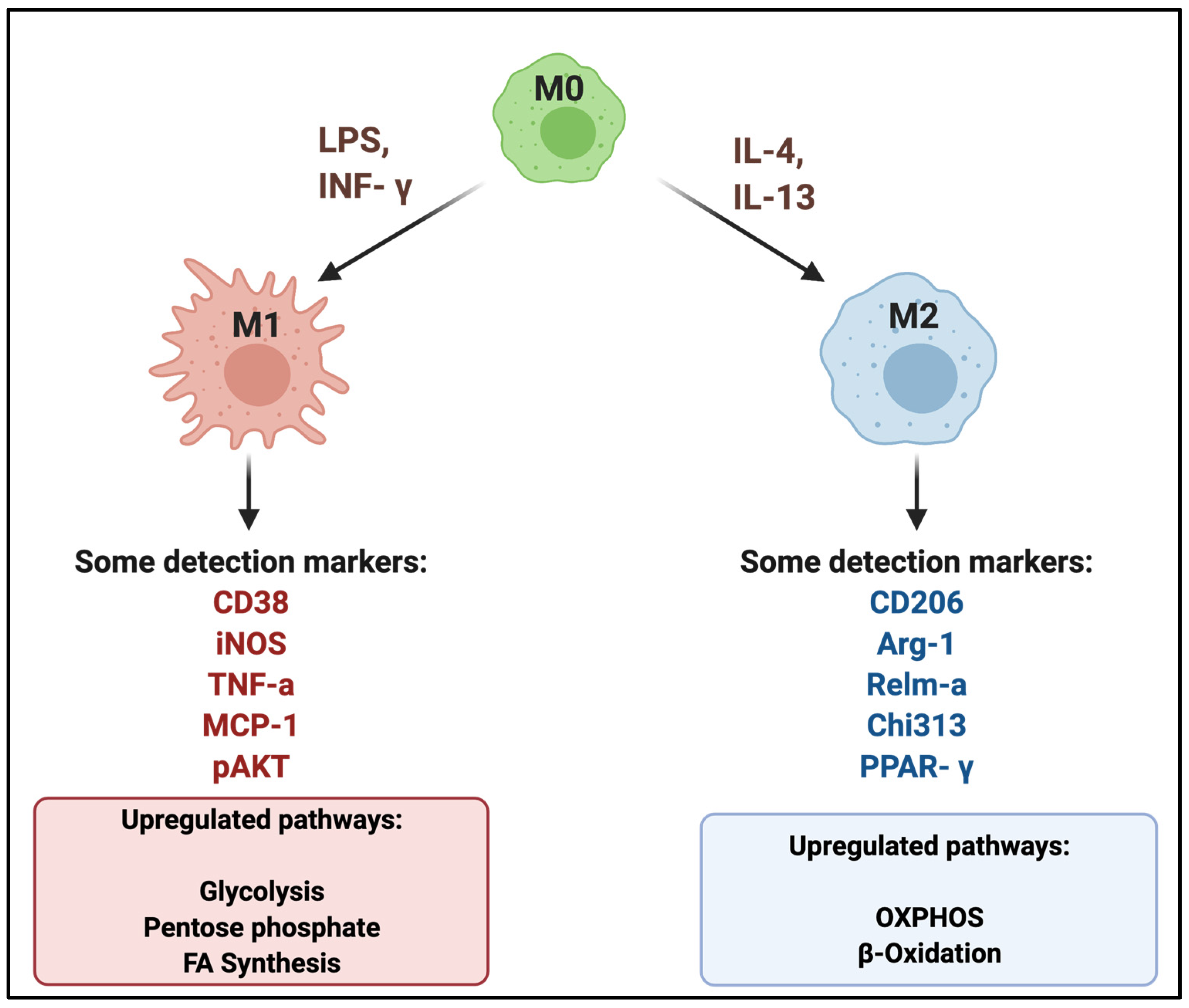 Macrophages Activation