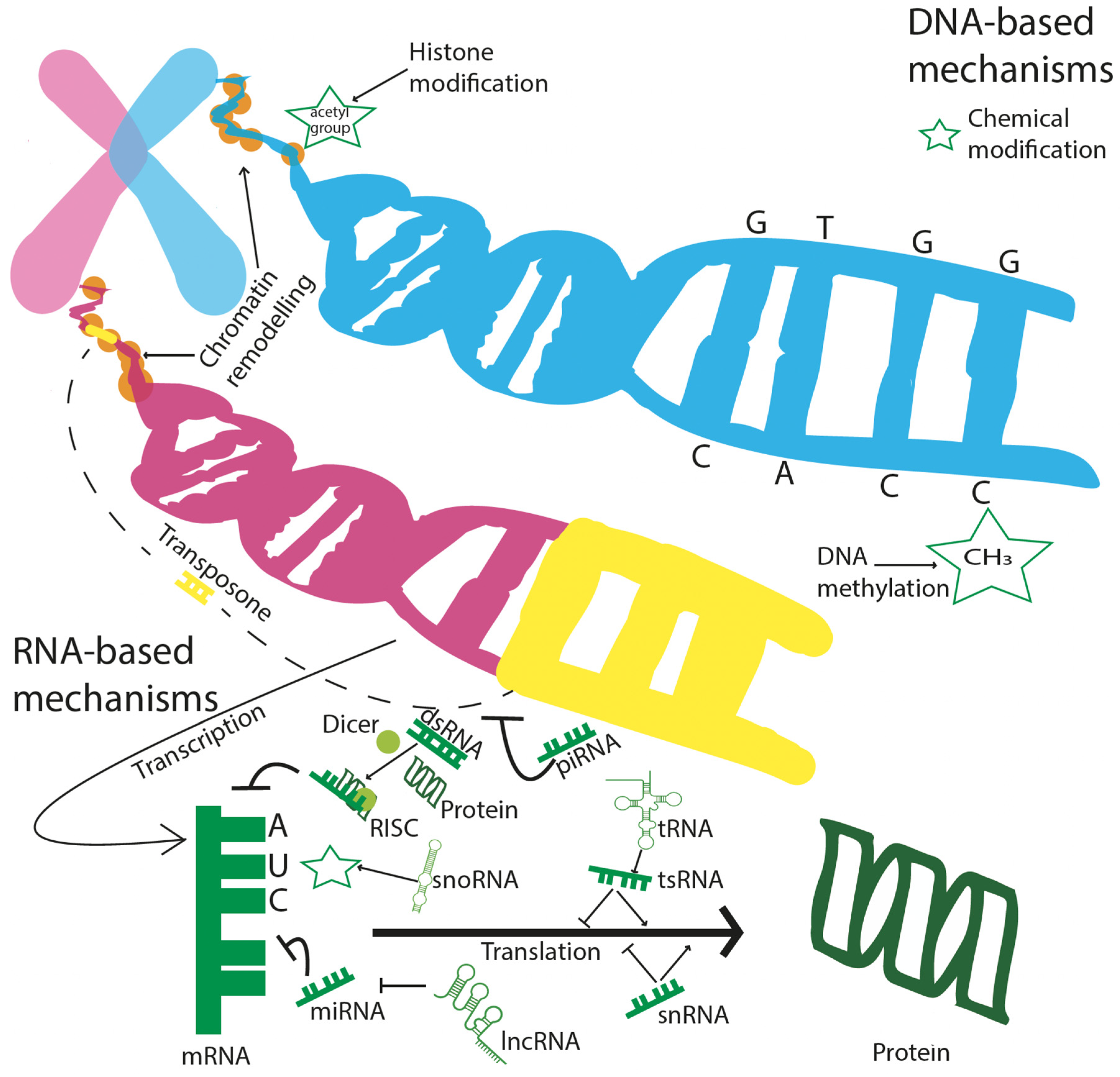 Genes 13 00764 g003 Genes 13 00764 g003