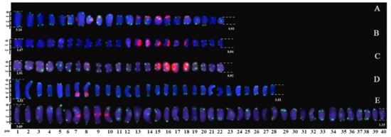 Five Fabaceae Karyotype and Phylogenetic Relationship Analysis