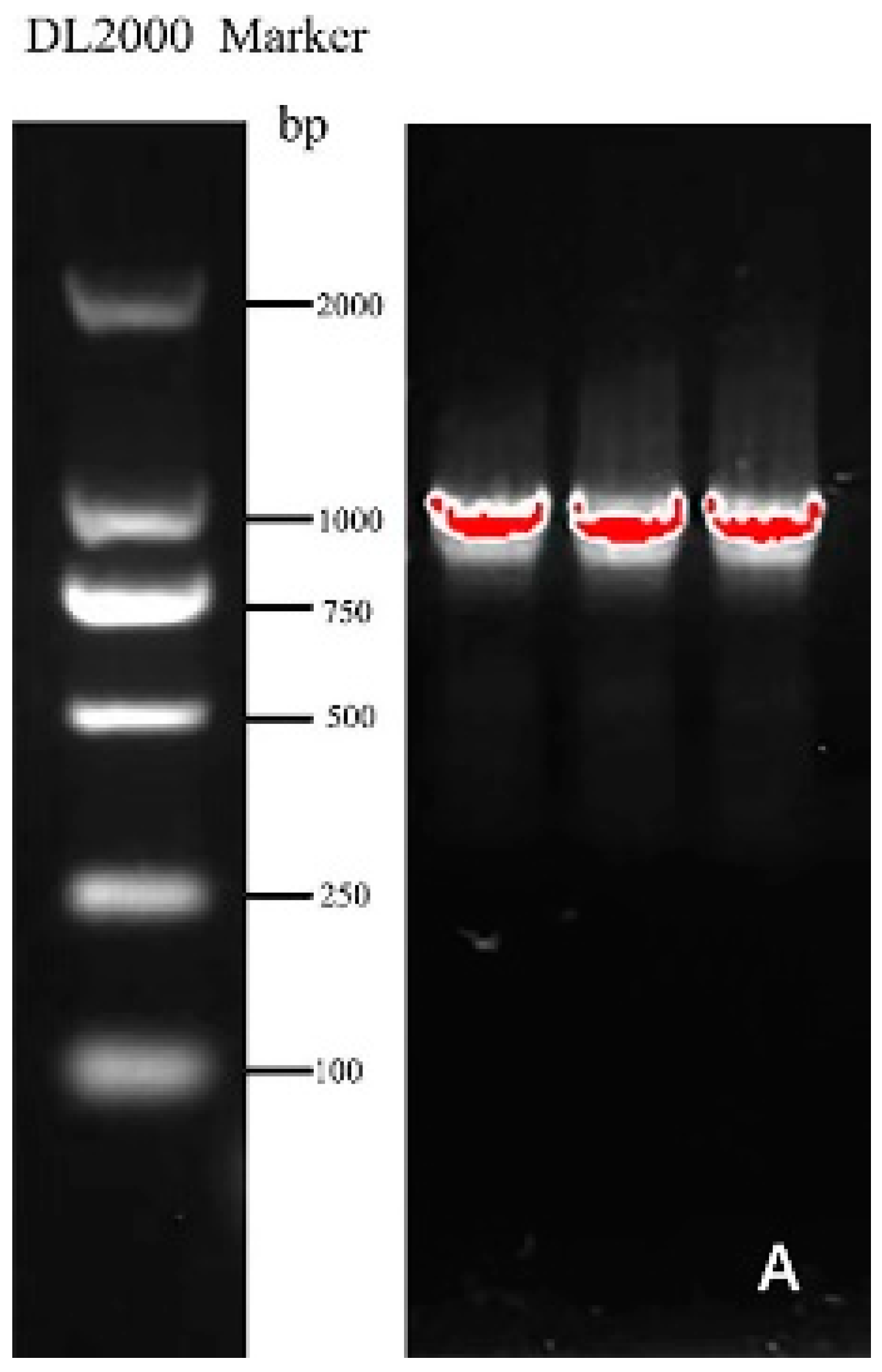 Genes 13 00779 g001a