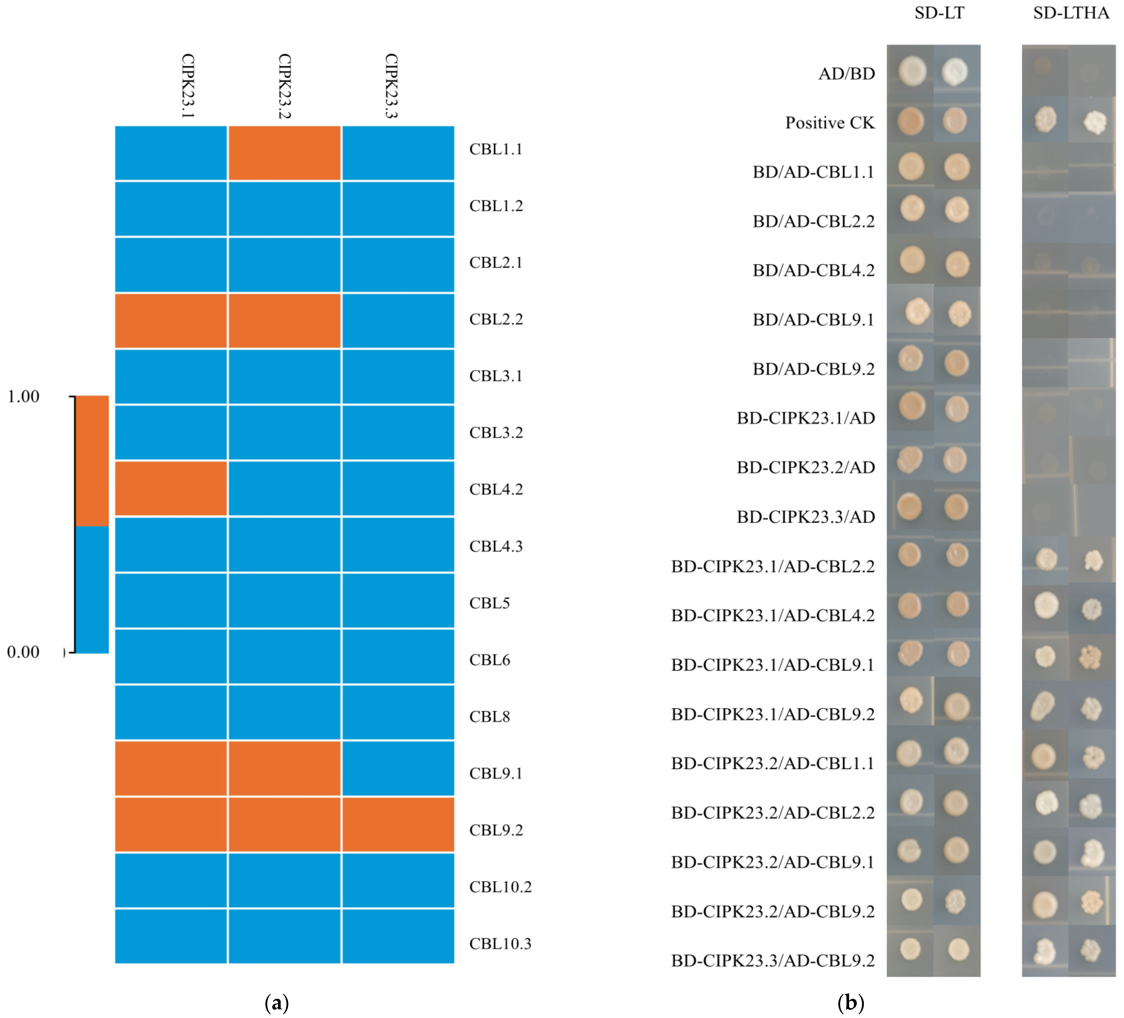Gene 北京 3.11 Genetic analyses of 104 phenotypes in 20,900 Chinese