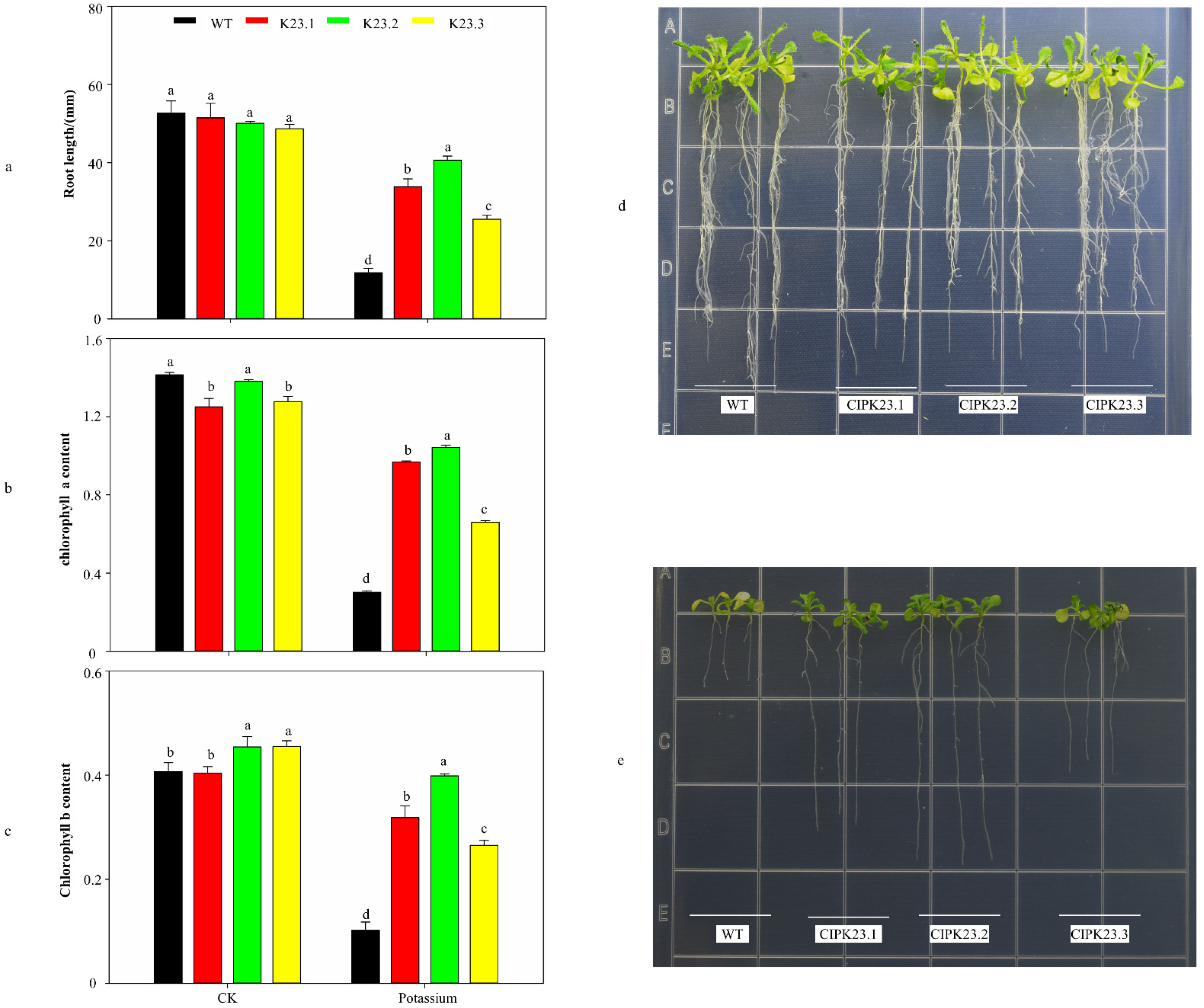 Genome-Wide Identification and Functional Analysis of the
