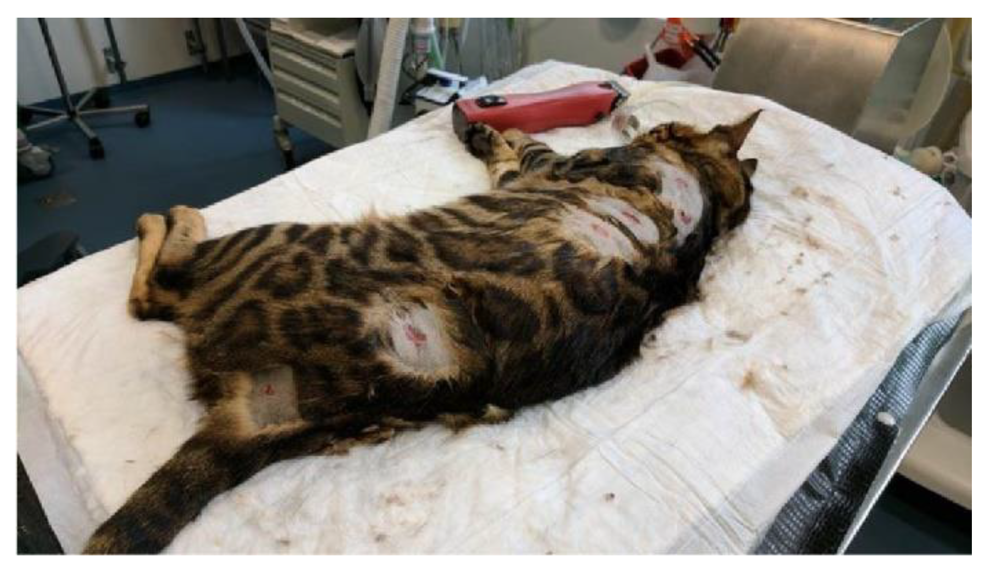 Genes 13 00797 g001 Genes 13 00797 g001