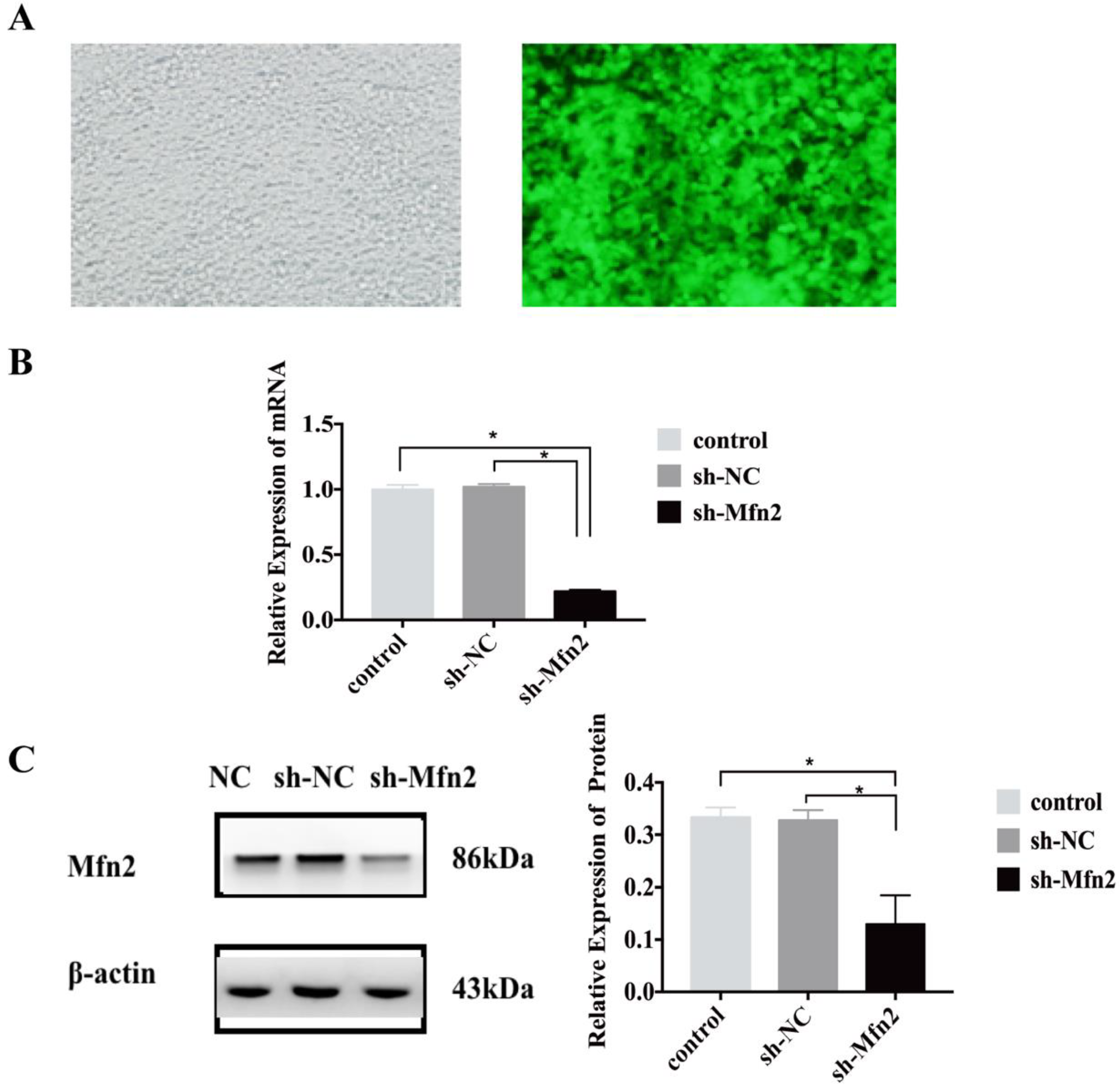 Genes 13 00829 g003 550