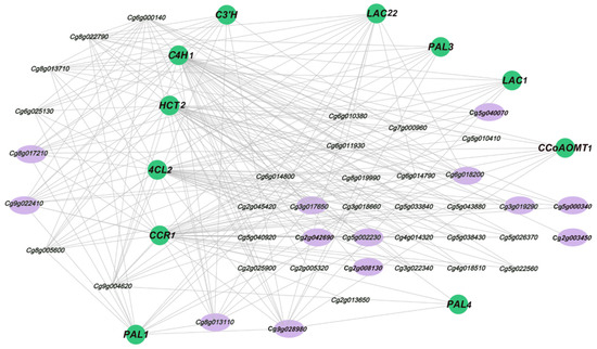 Transcriptome Analysis Reveals Candidate Lignin-Related