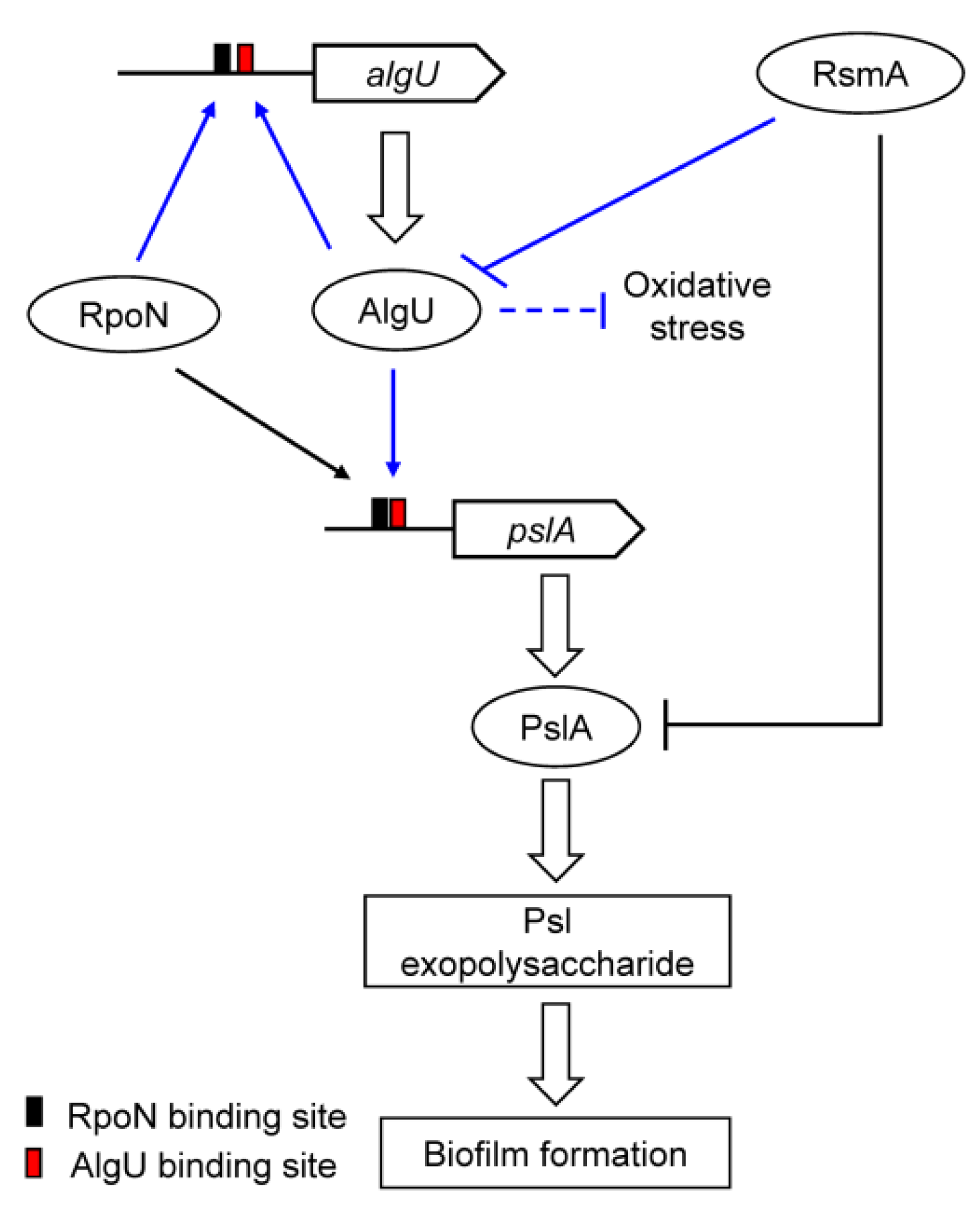 Genes 13 00867 g006 Genes 13 00867 g006