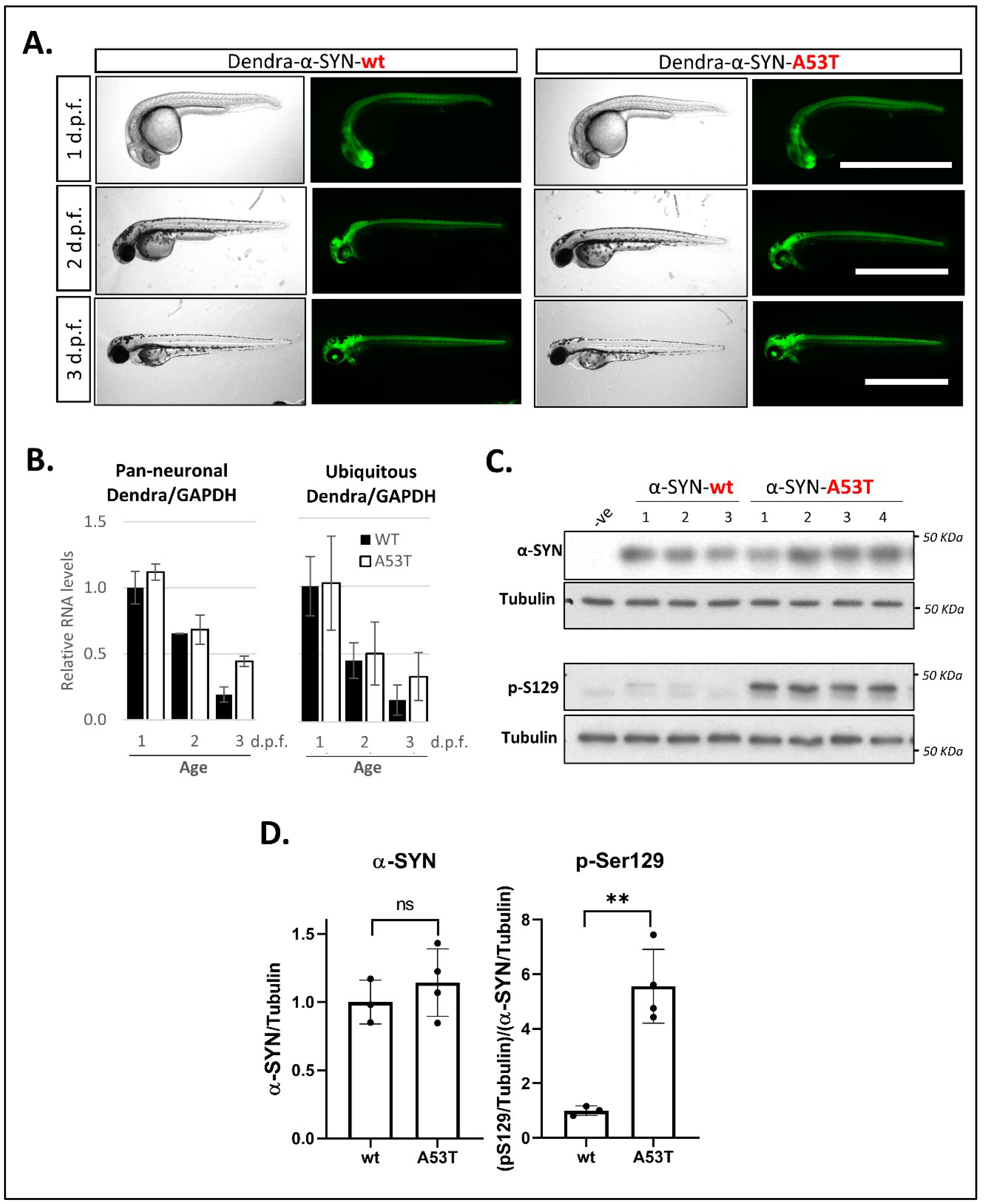 Genes 13 00868 g001 550