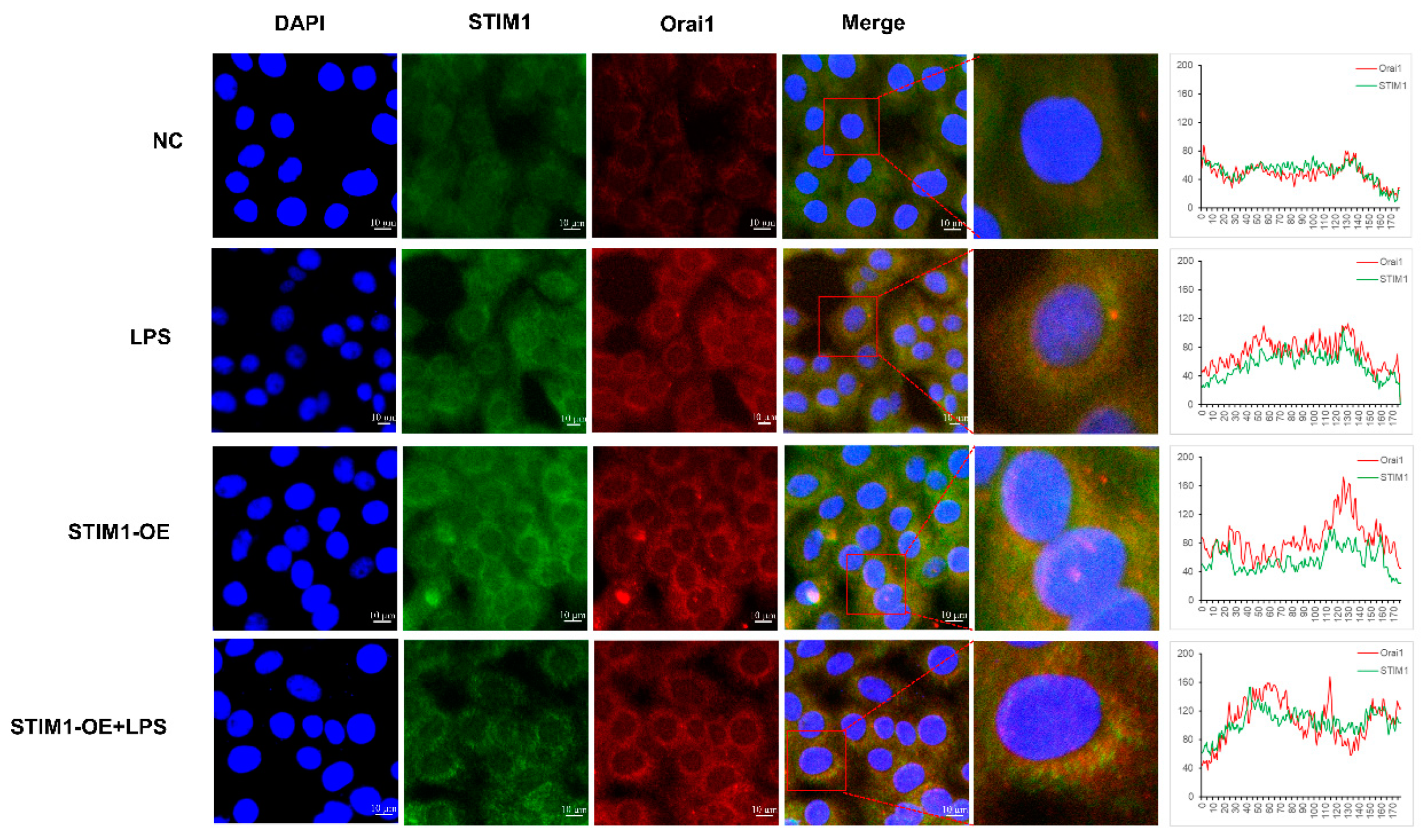Genes 13 00874 g005 Genes 13 00874 g005
