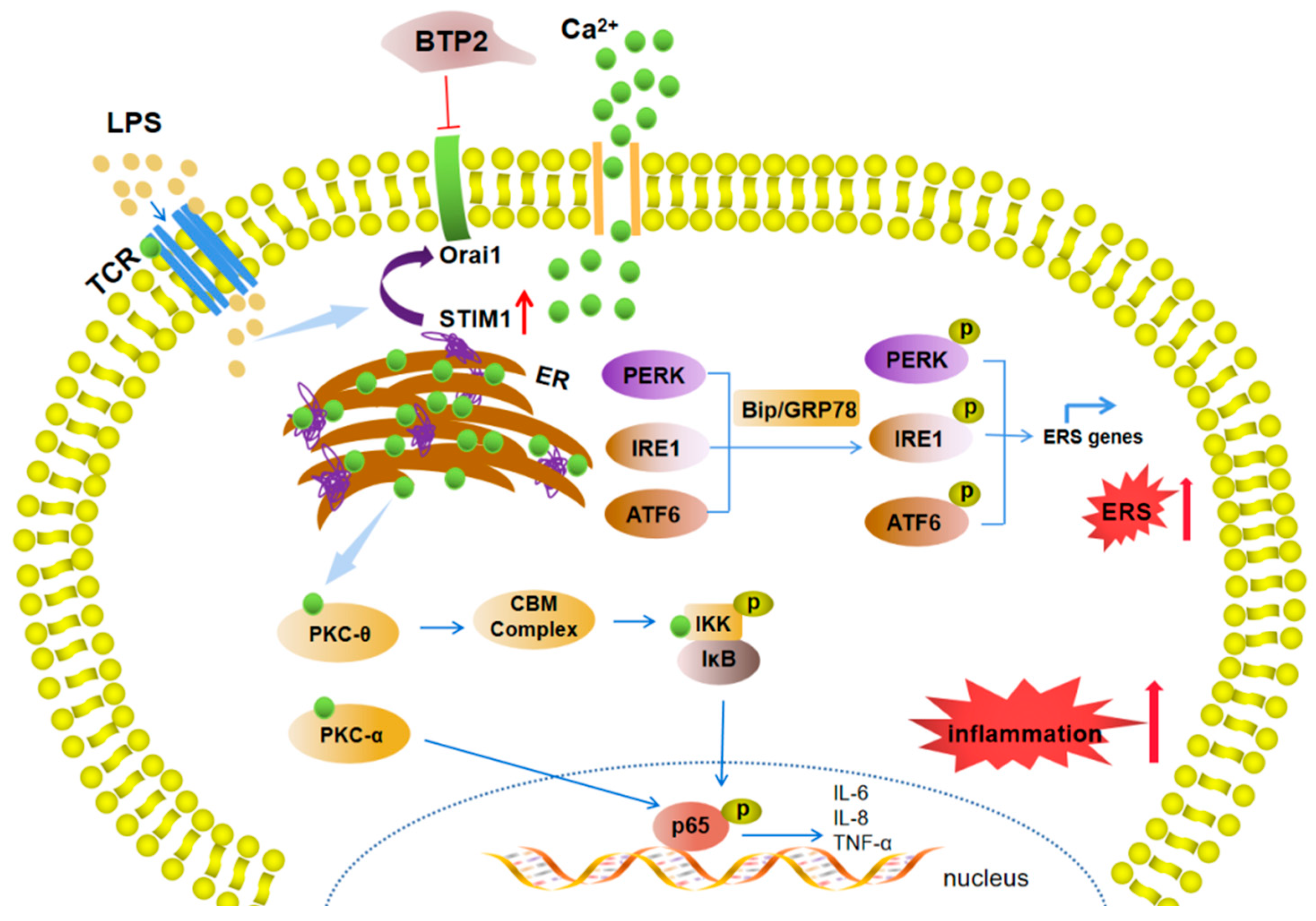 Genes 13 00874 g008 Genes 13 00874 g008