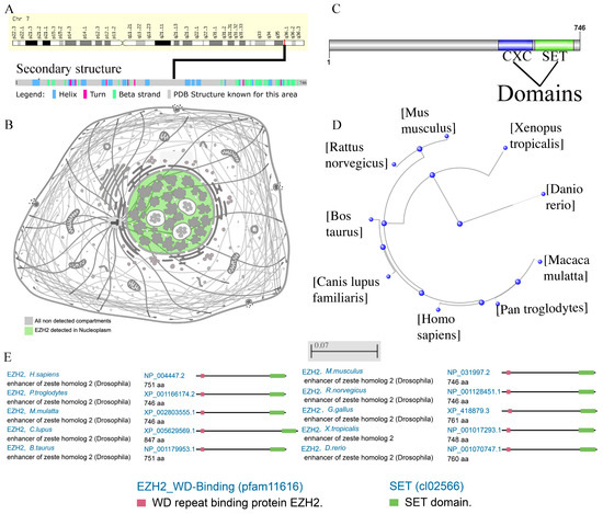 Genes | Free Full-Text | High Expression of EZH2 Mediated by ncRNAs ...