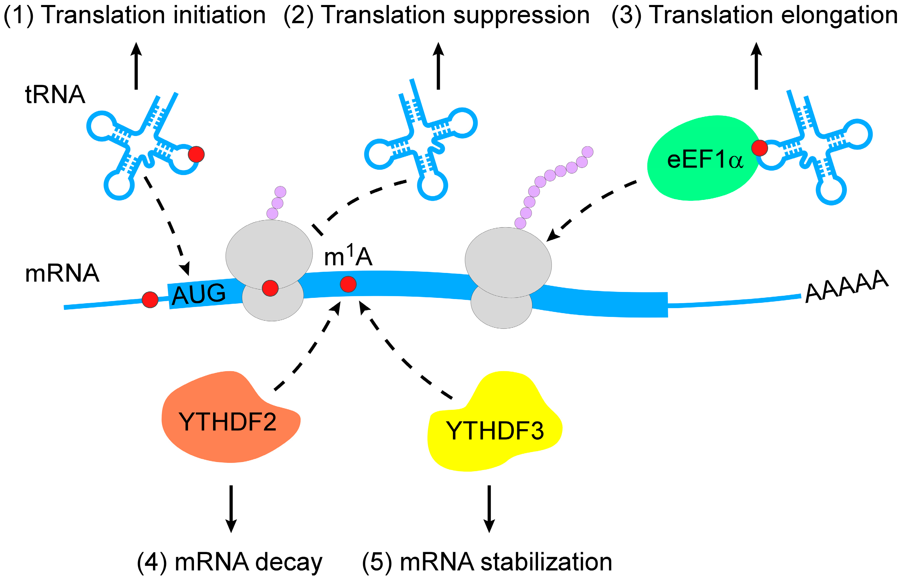 Genes 13 00910 g002 550