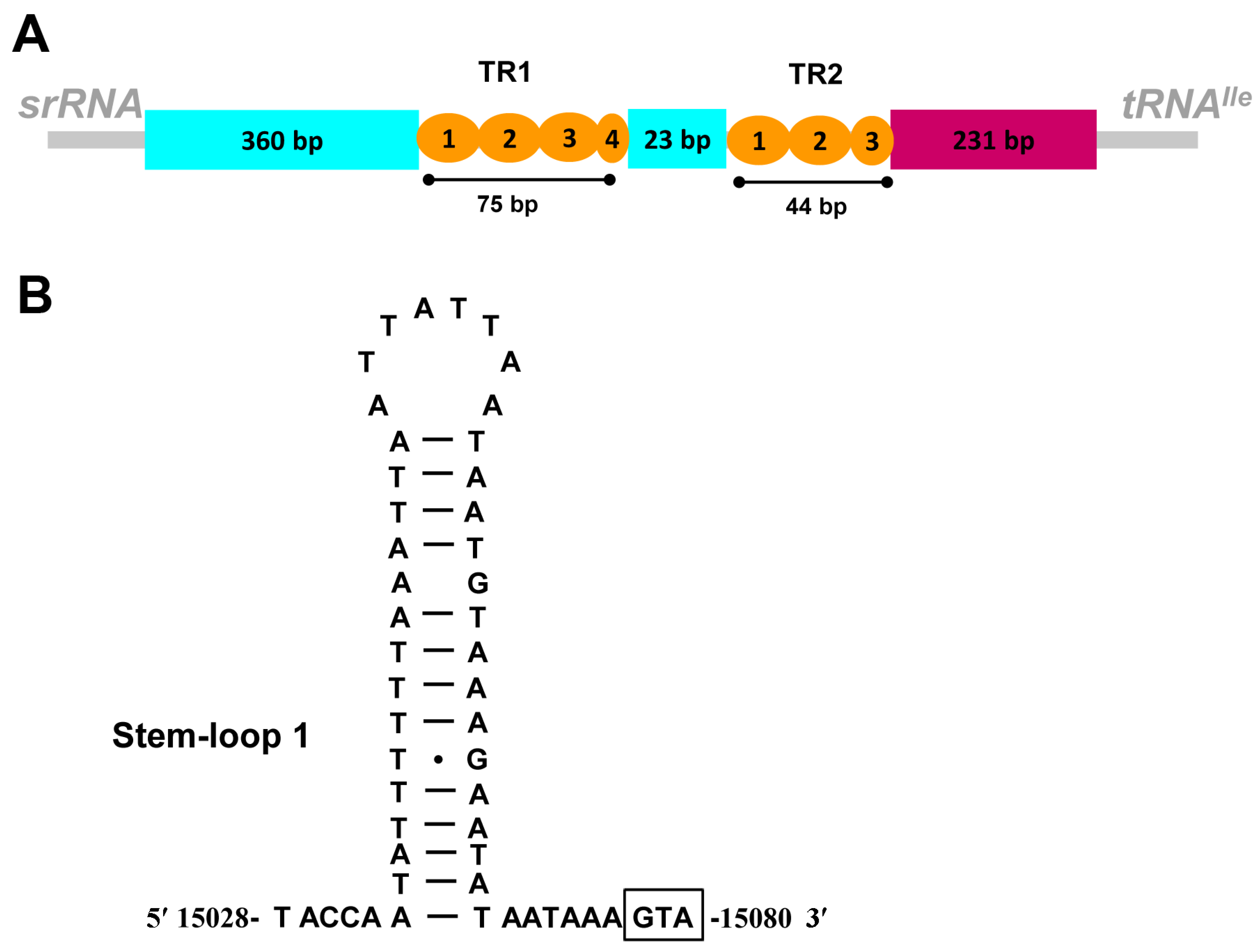Genes 13 00911 g003 550