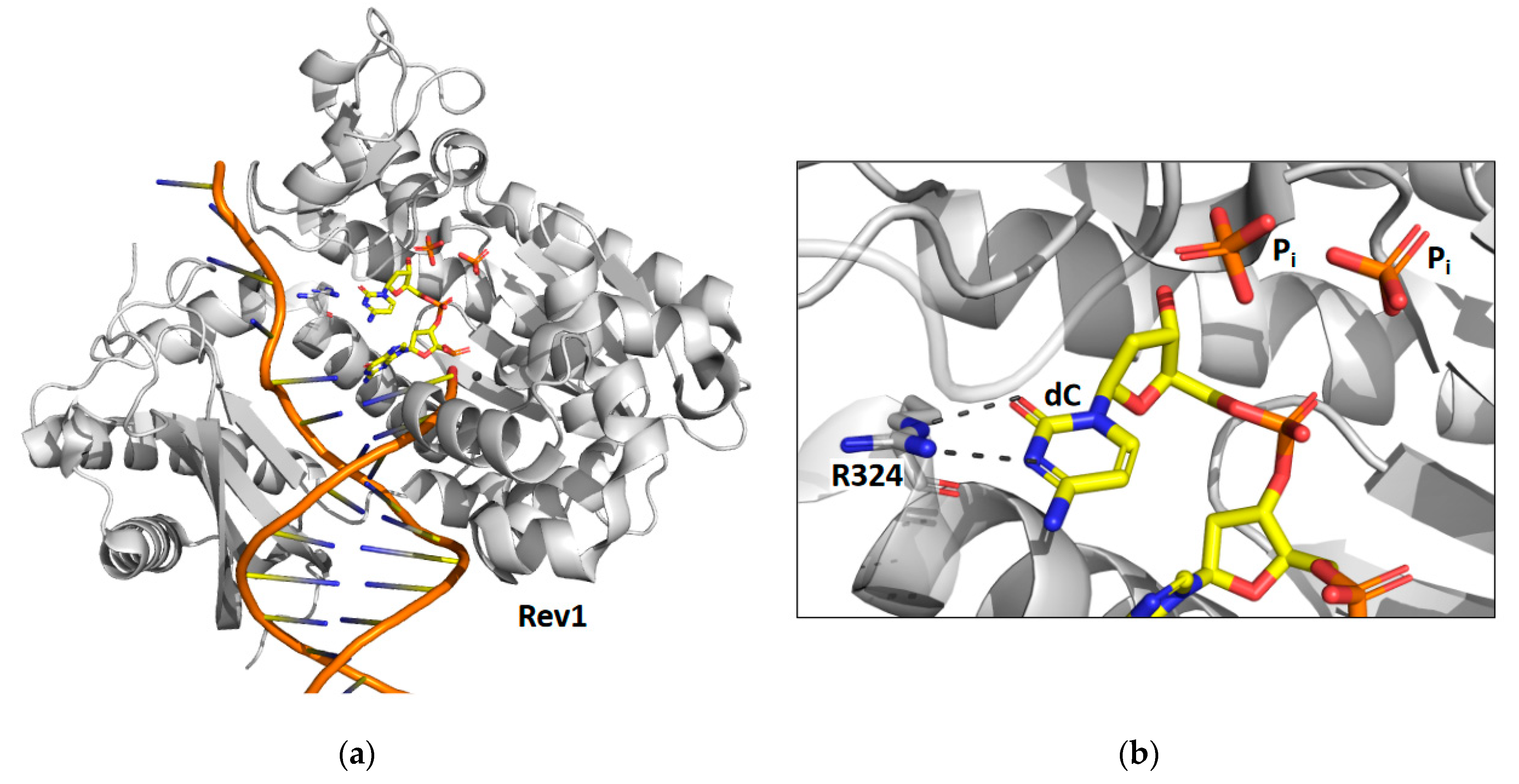 Genes 13 00915 g002 Genes 13 00915 g002