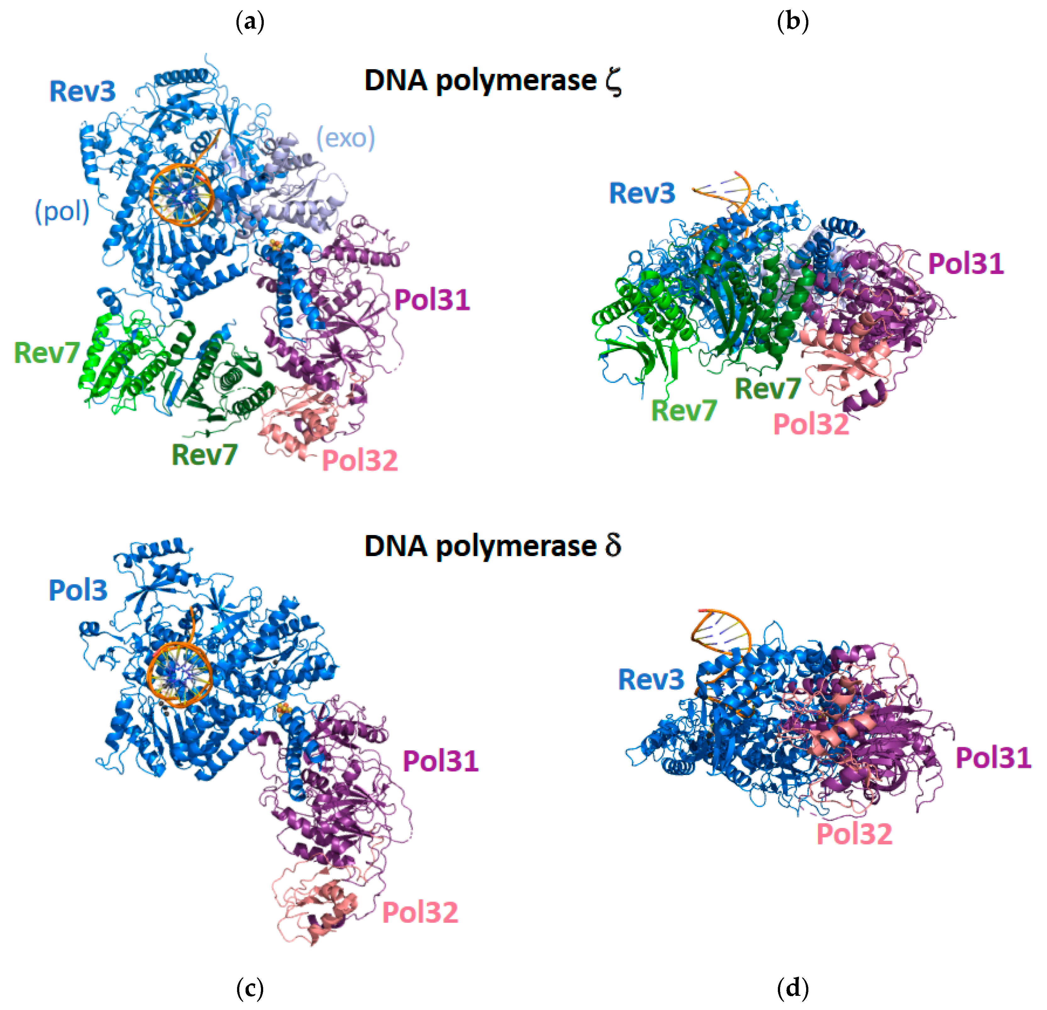 Genes 13 00915 g004 Genes 13 00915 g004