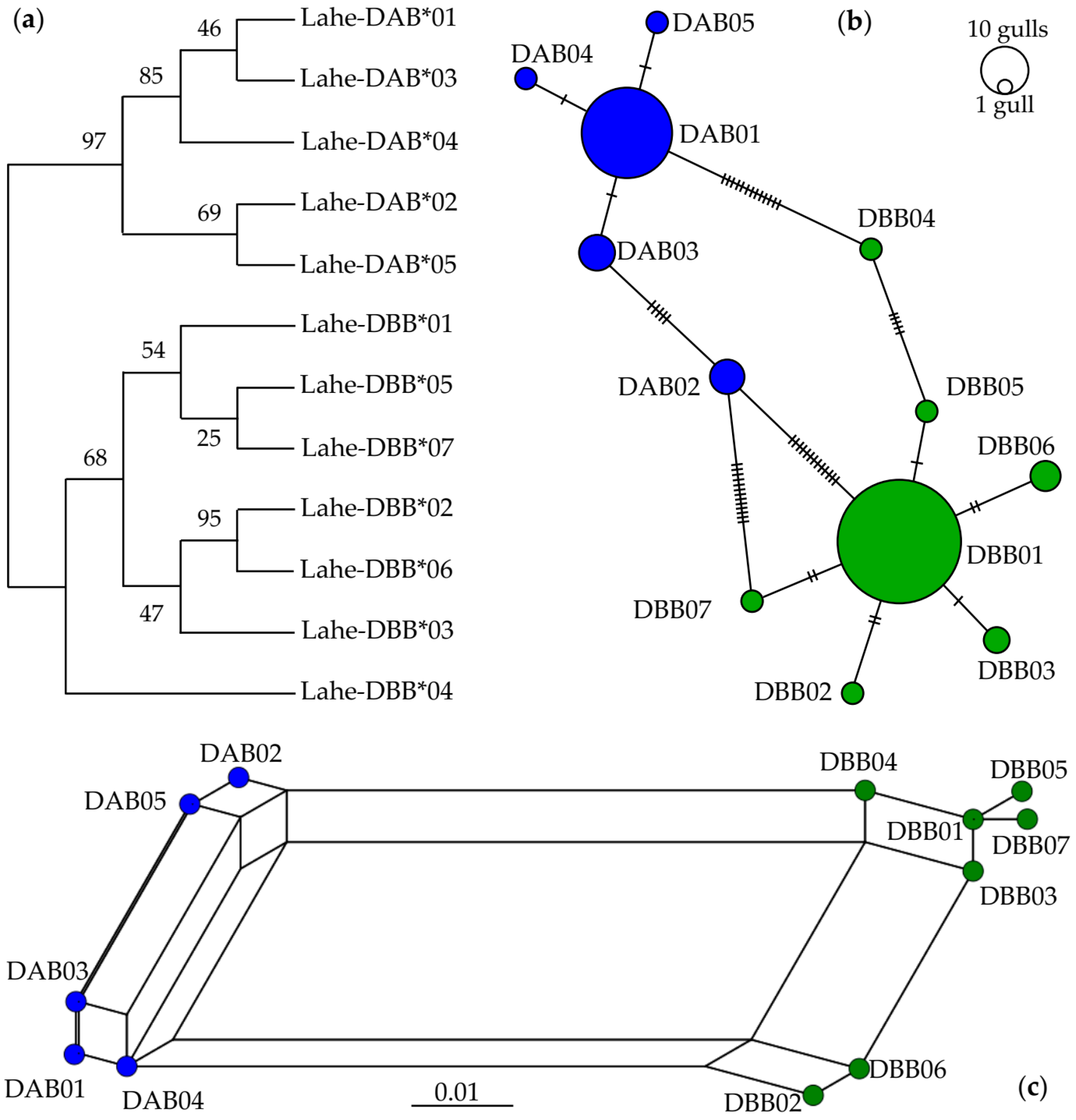 Ardia Hd Blended Sex Videos - Genes | Free Full-Text | Characterization, Selection, and Trans-Species  Polymorphism in the MHC Class II of Heermann’s Gull (Charadriiformes)