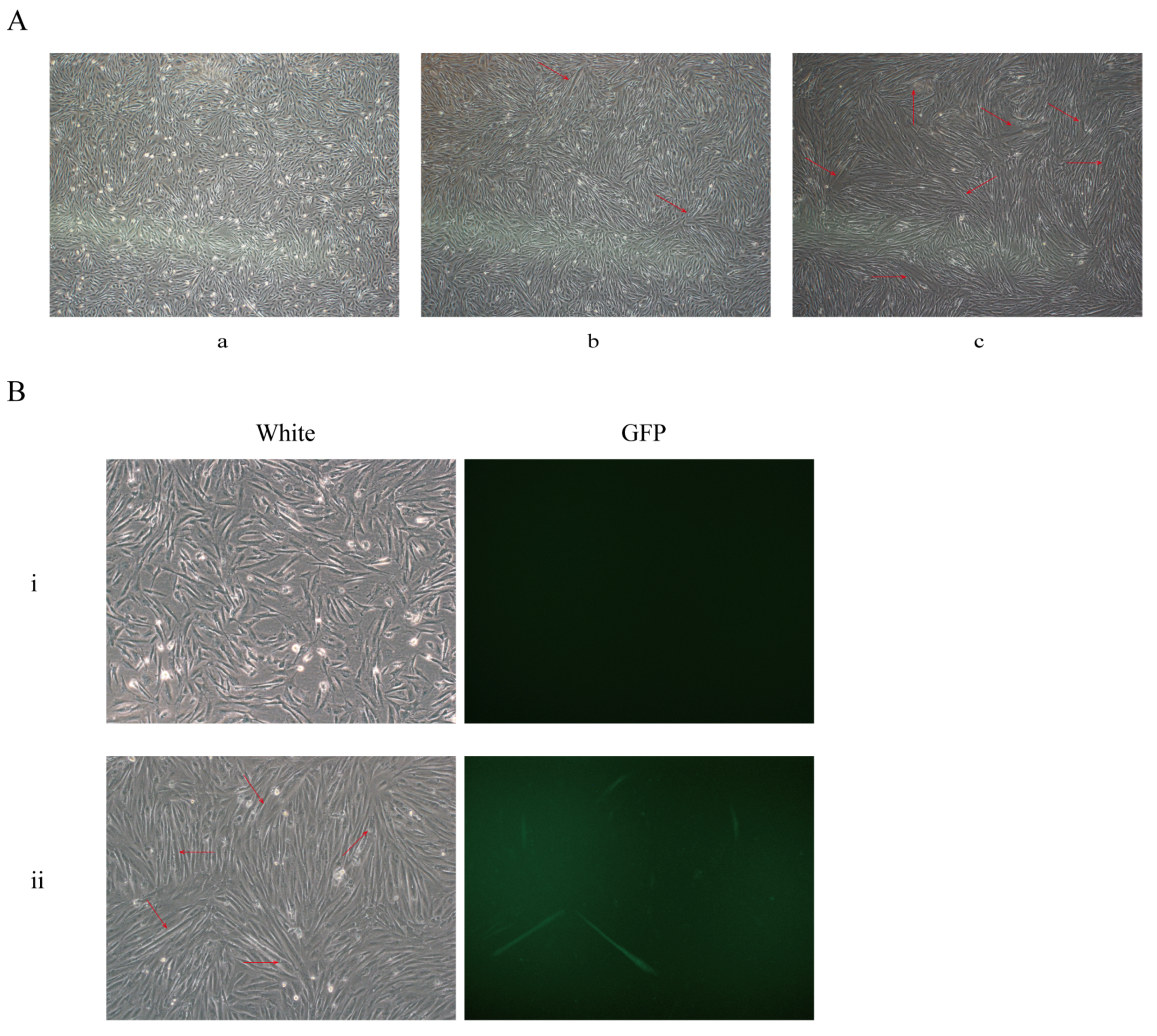 Genes 13 00921 g004 550