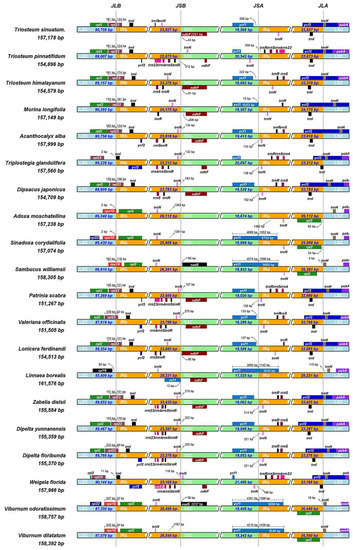 Complete Chloroplast Genome Sequence of Triosteum sinuatum