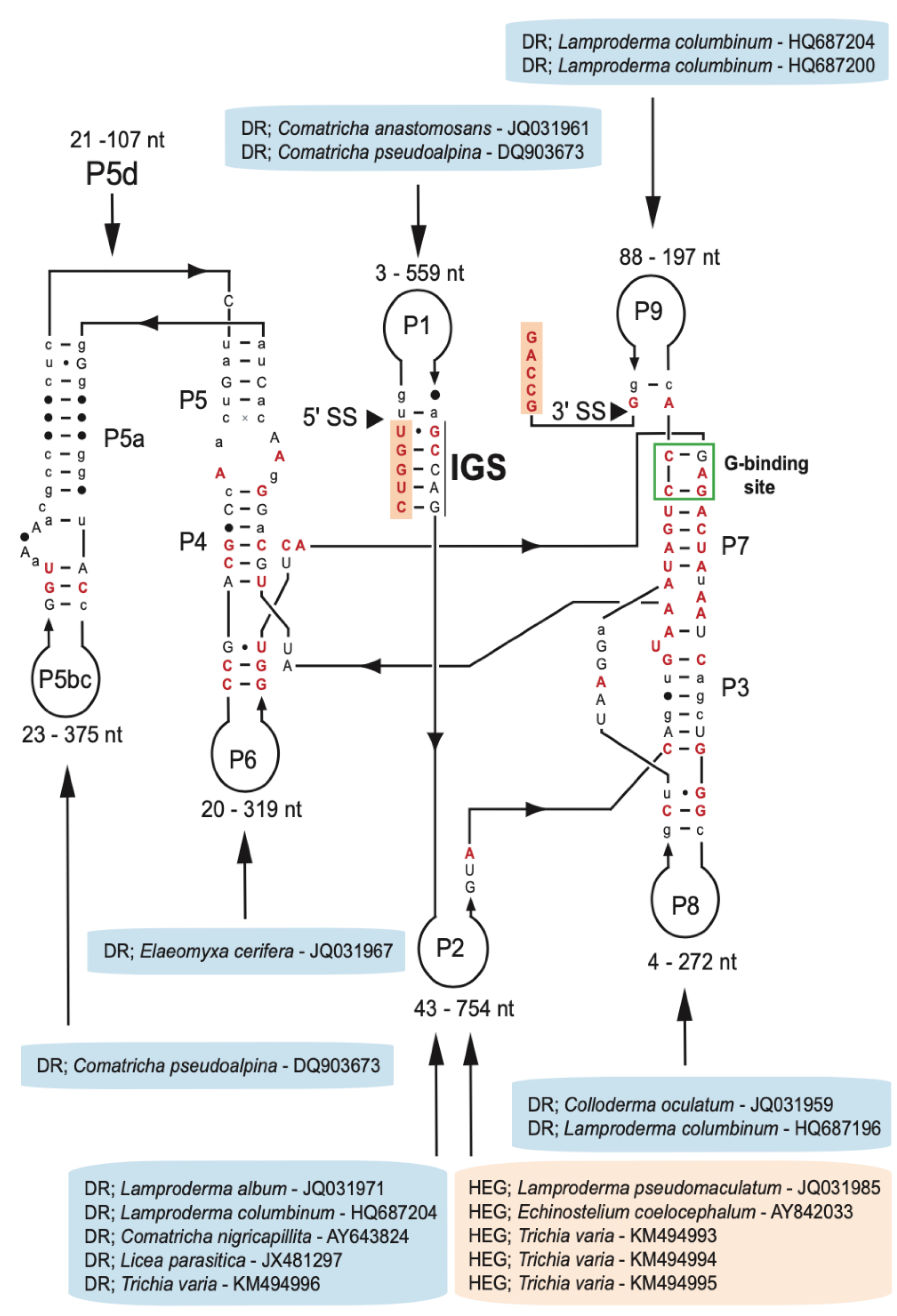 Genes 13 00944 g002 Genes 13 00944 g002