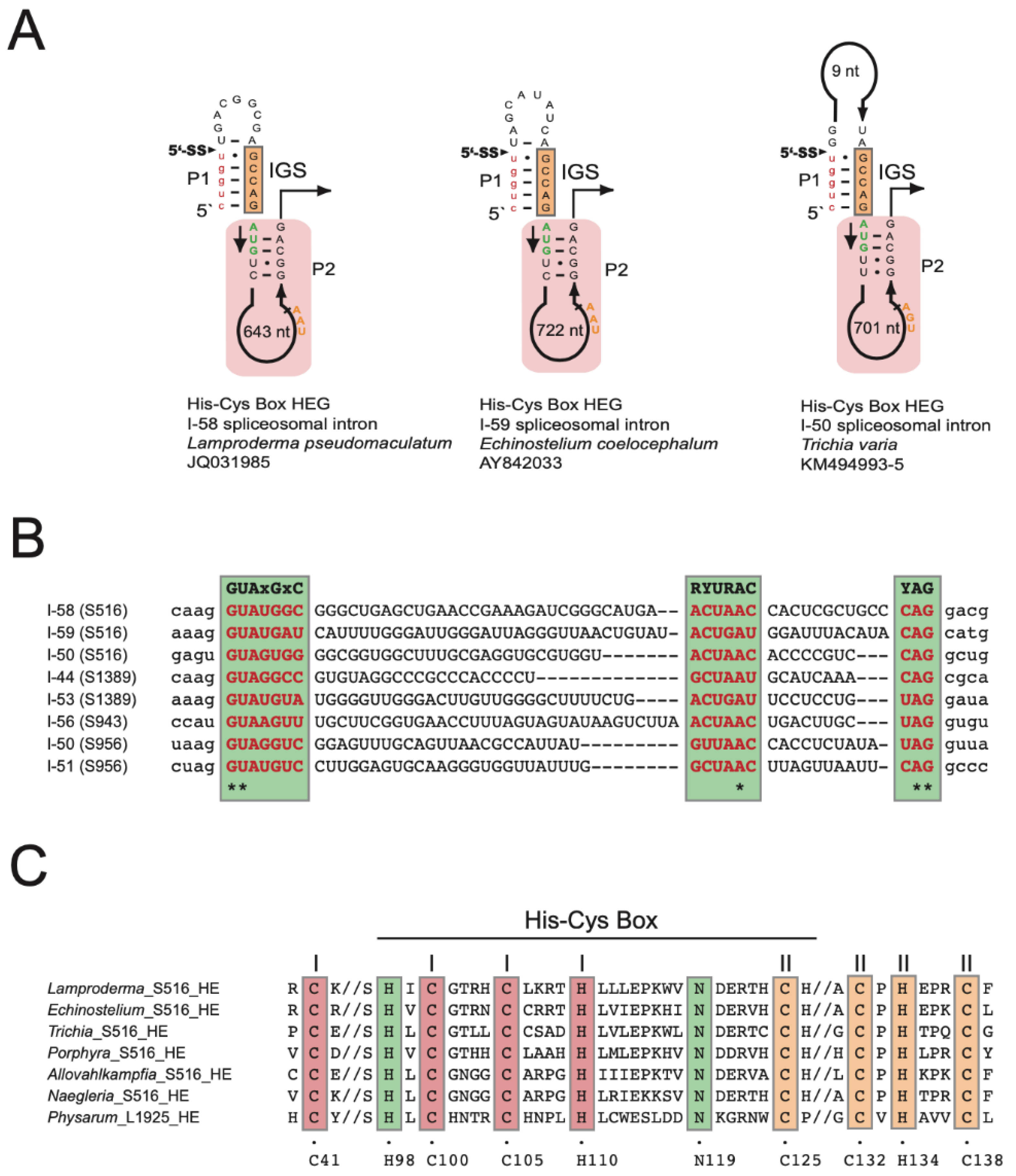 Genes 13 00944 g004 Genes 13 00944 g004