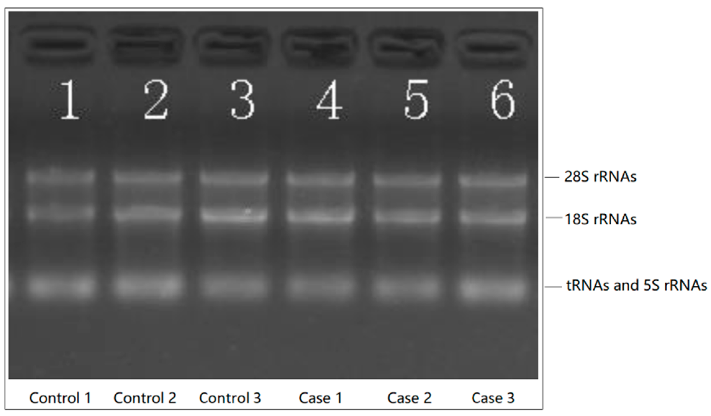 Genes 13 00958 g001