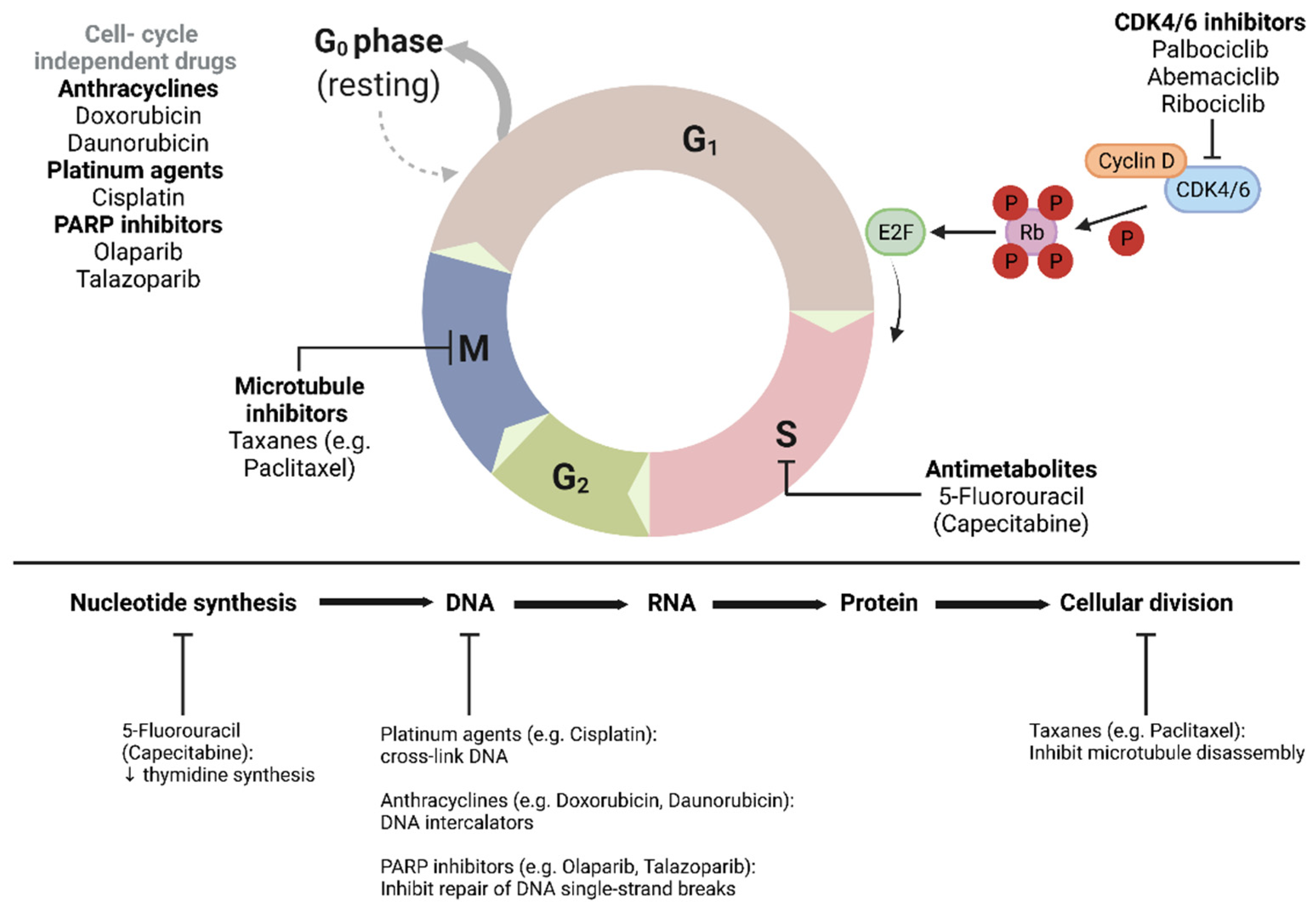 The History of Early Breast Cancer Treatment Biology Diagrams