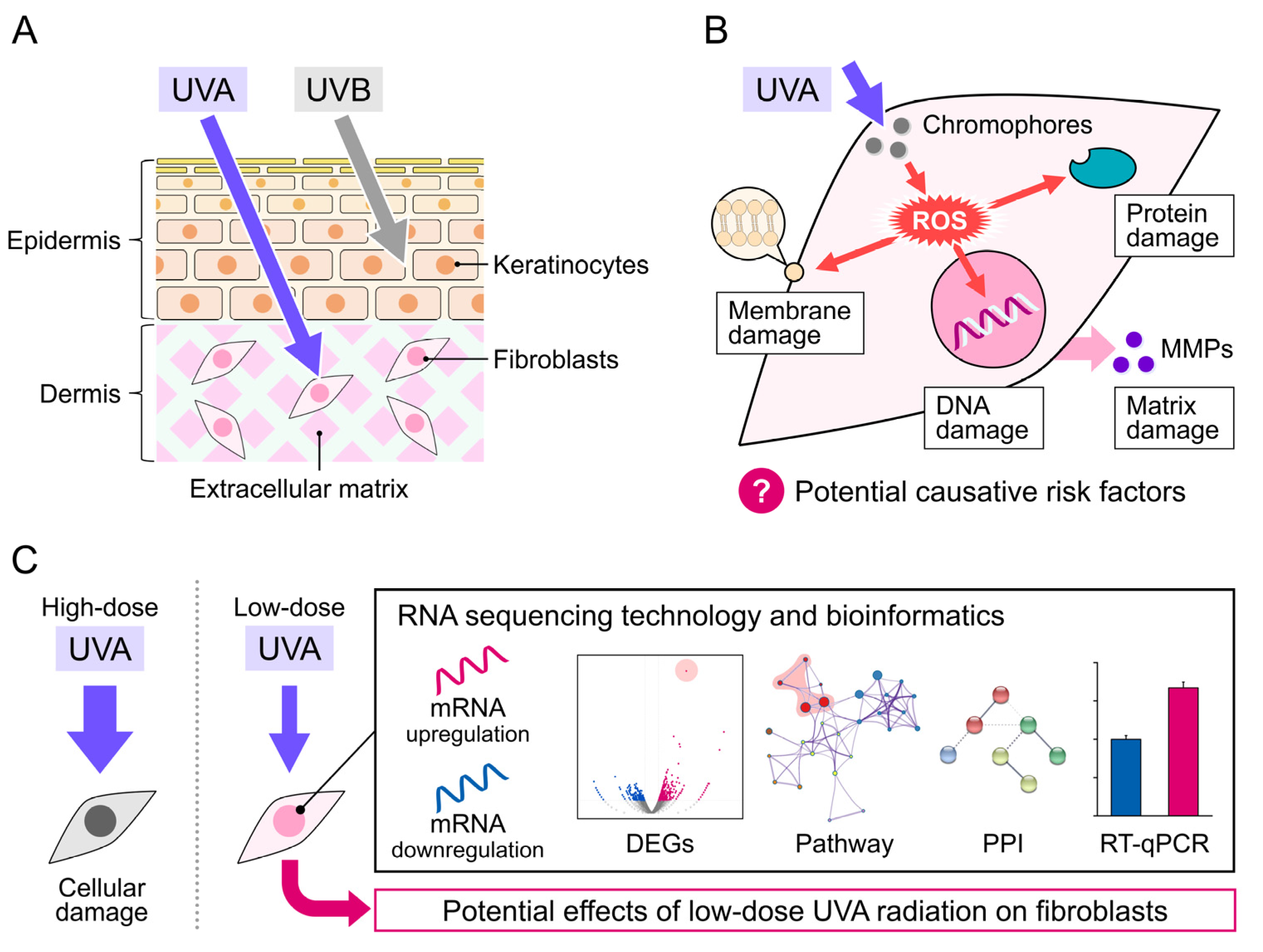 Genome-Wide RNA Sequencing Analysis in Human Dermal Fibroblasts 