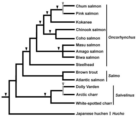 Inter- and intraspecies comparison of phylogenetic fingerprints