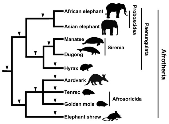 Inter- and intraspecies comparison of phylogenetic fingerprints