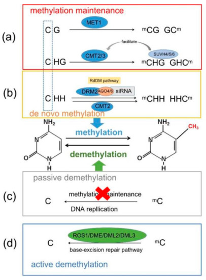 洋書 DNA Methylation Protocols DNA methylation and demethylation | Abcam