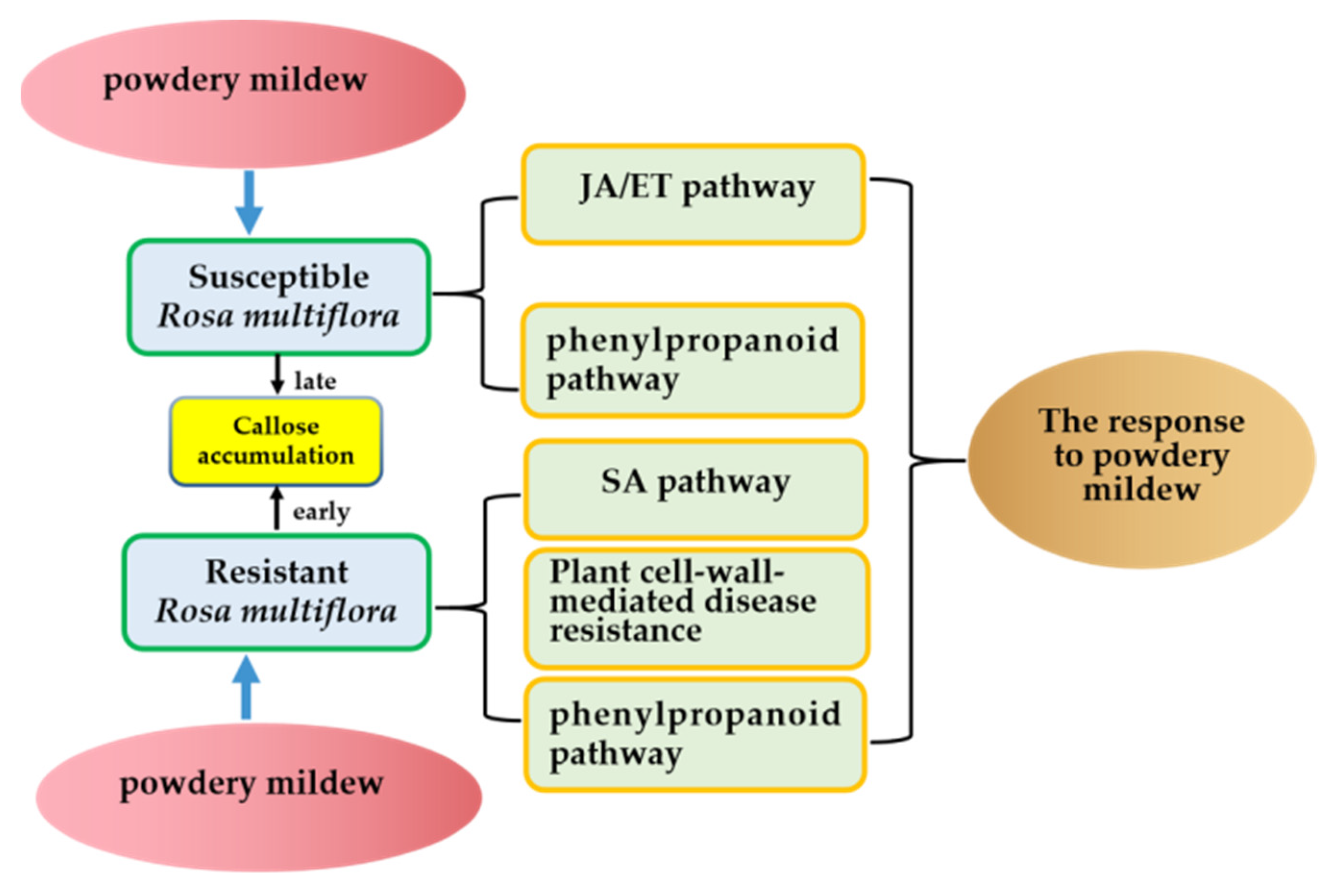 Genes 13 01003 g015