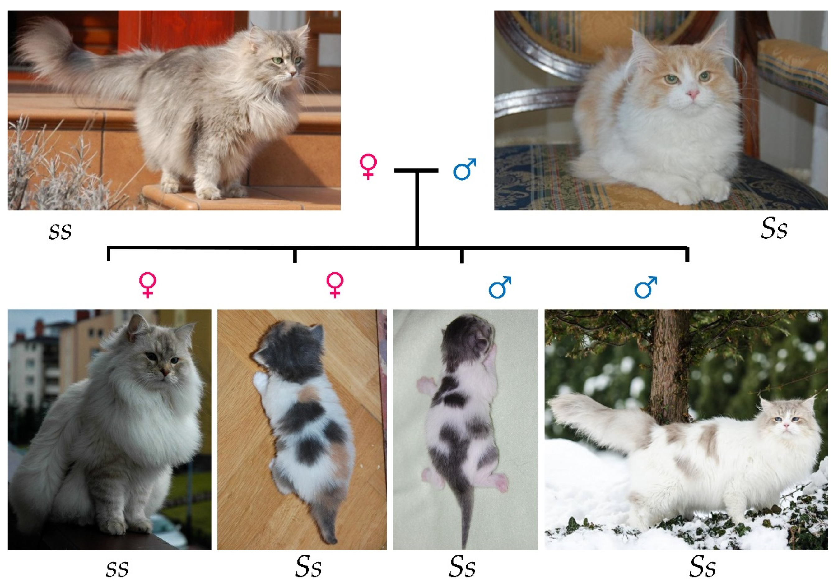 Genes 13 01006 g003 Genes 13 01006 g003