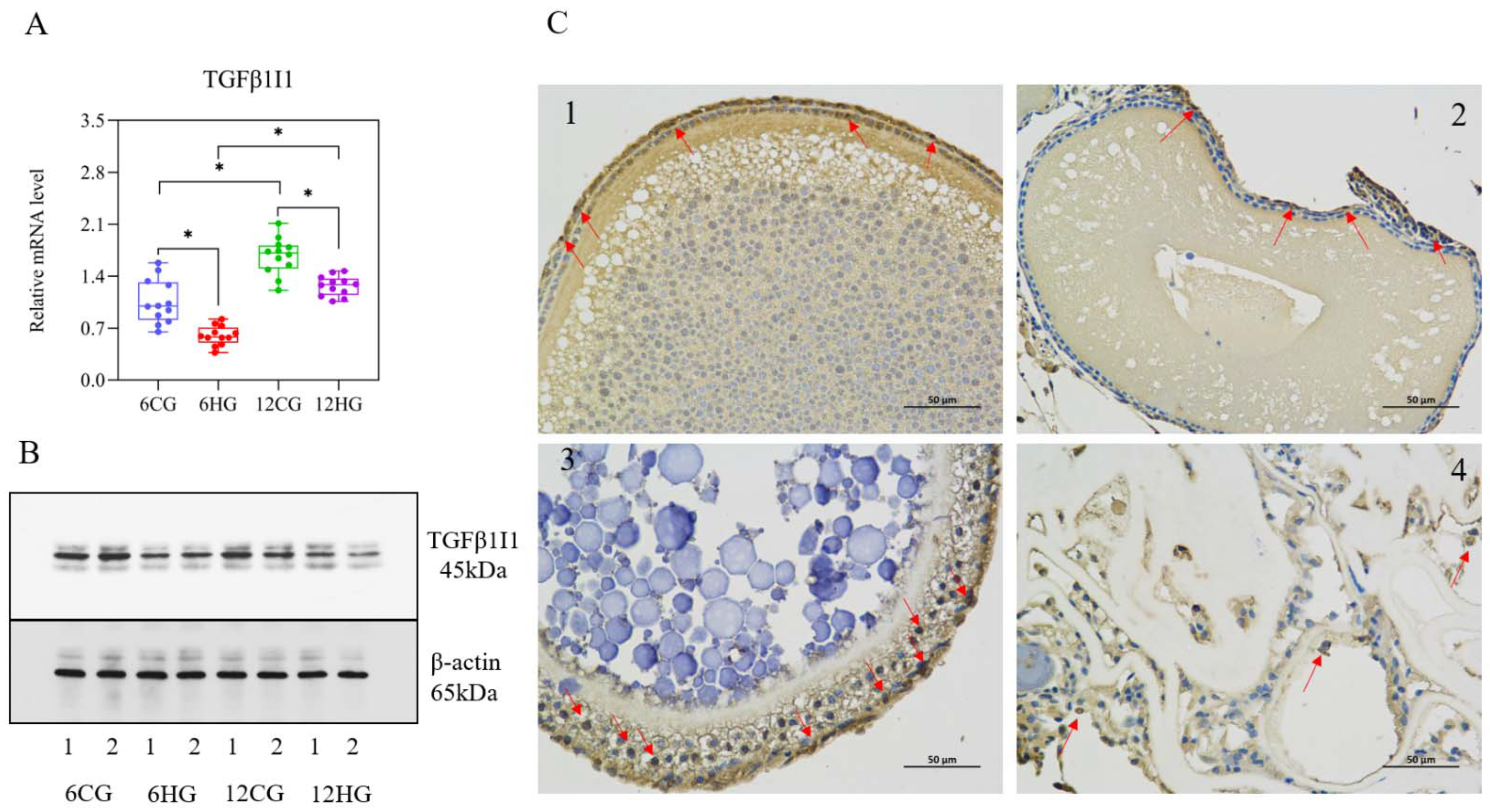 Genes 13 01009 g007 Genes 13 01009 g007