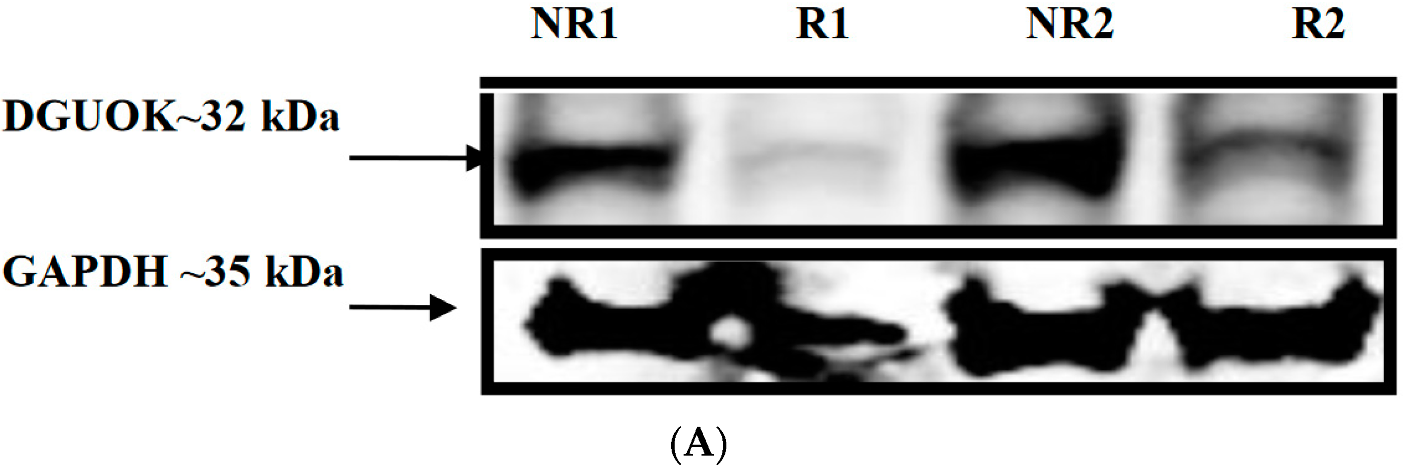 Genes 13 01016 g006a 550