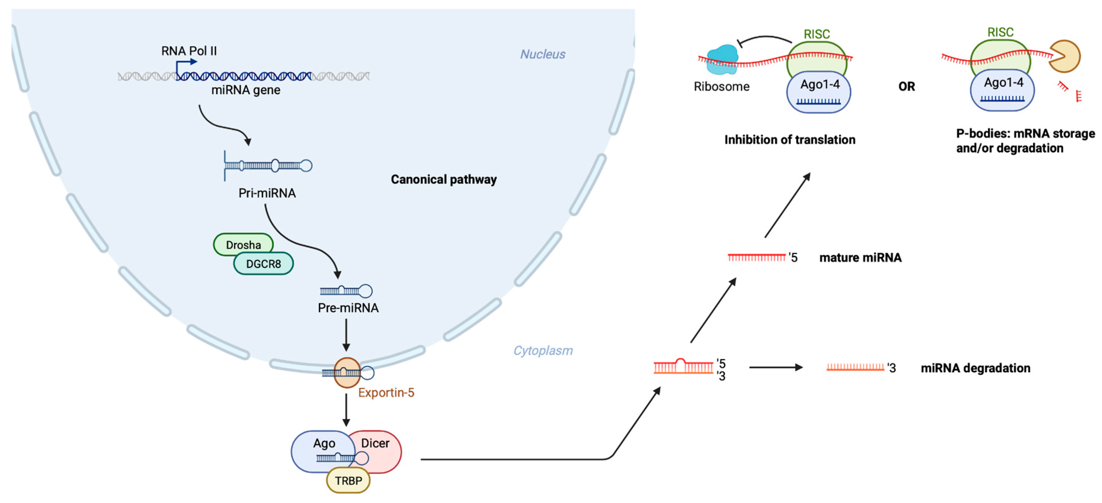 Genes 13 01038 g001 550