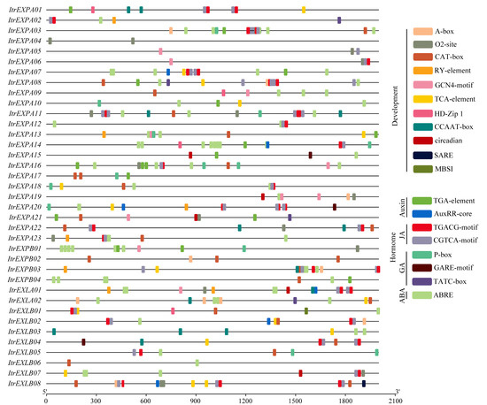 Genome-Wide Identification and Expression Analysis of Expansin Gene ...