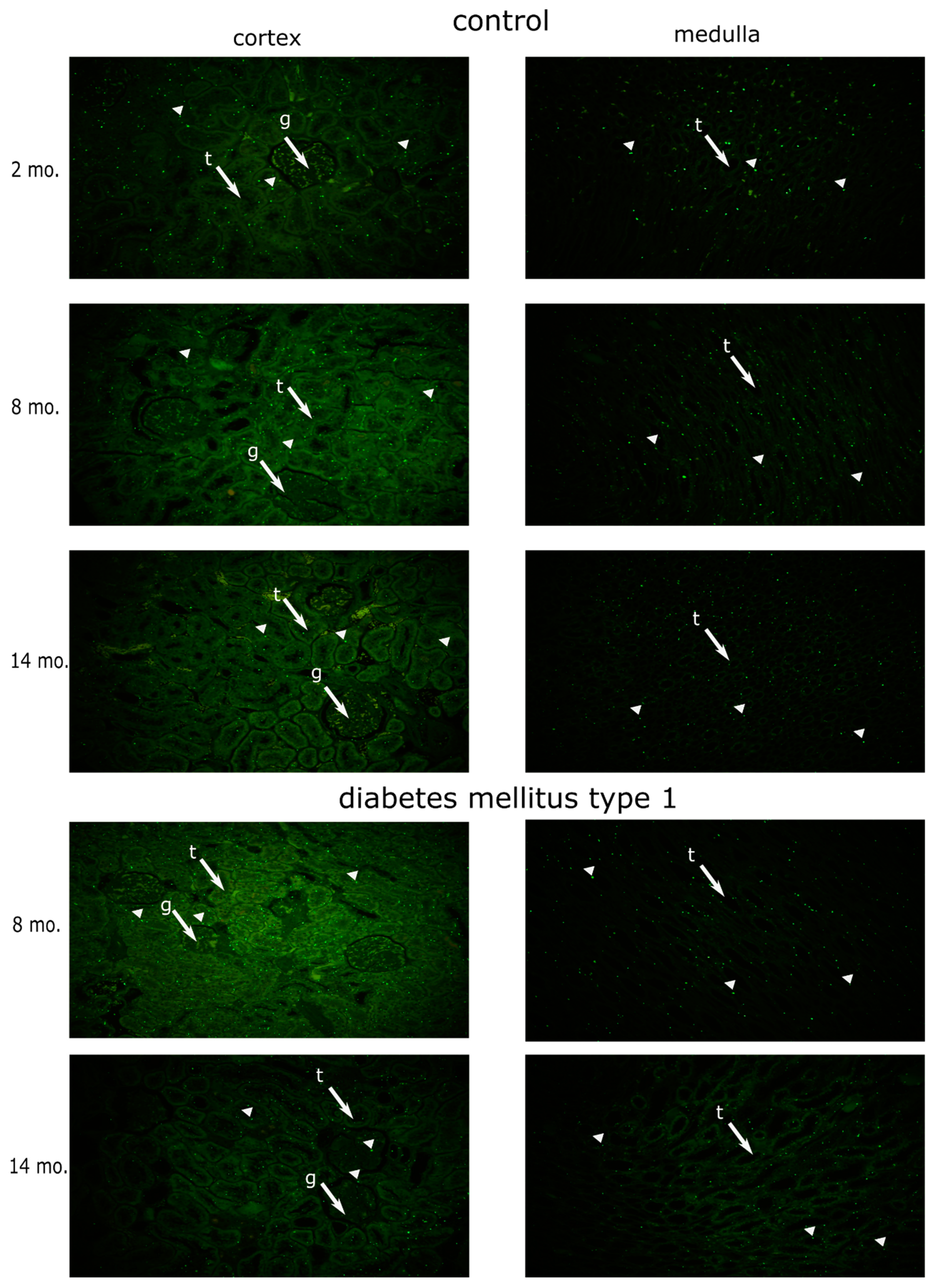 Genes 13 01053 g001 Genes 13 01053 g001